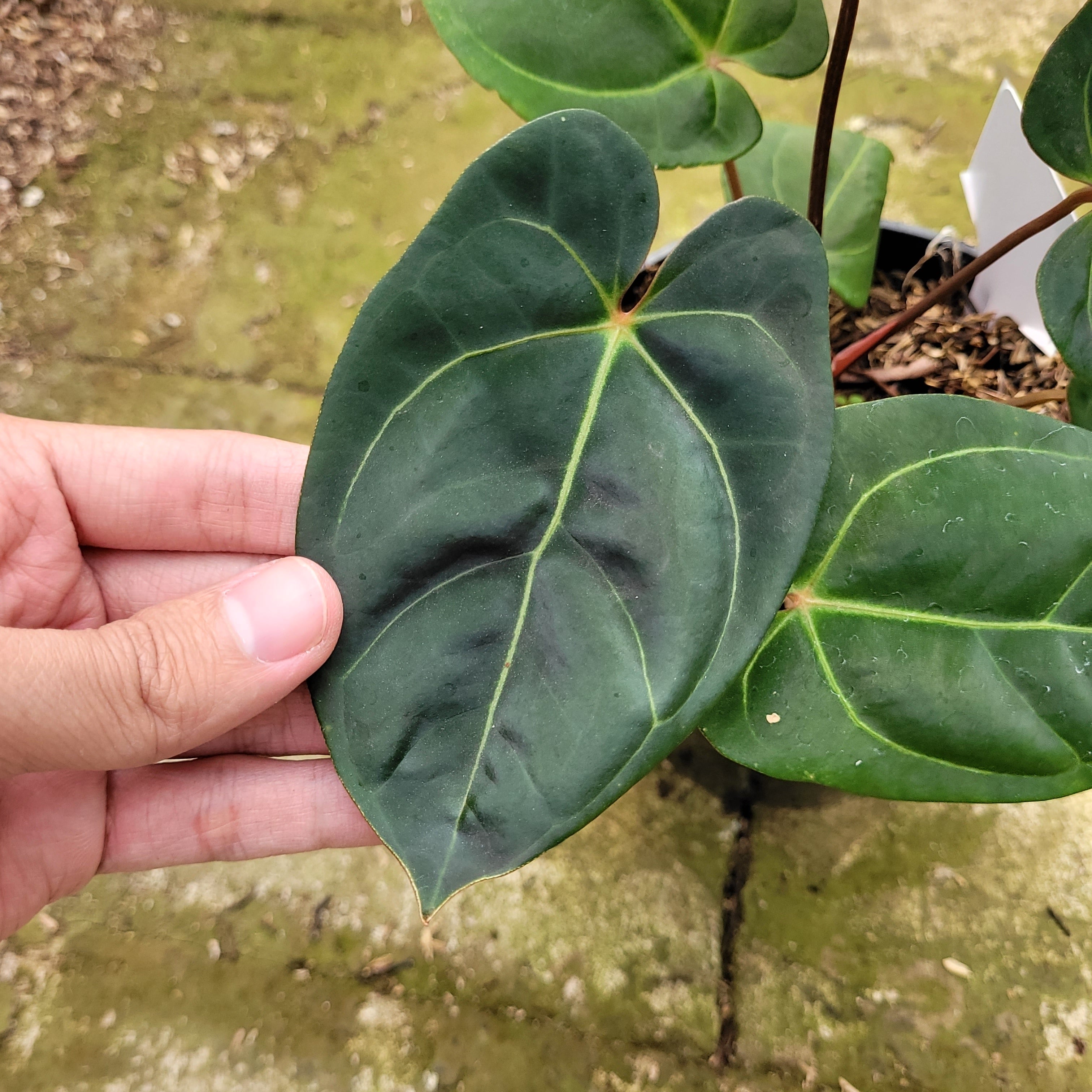 Anthurium Calgara