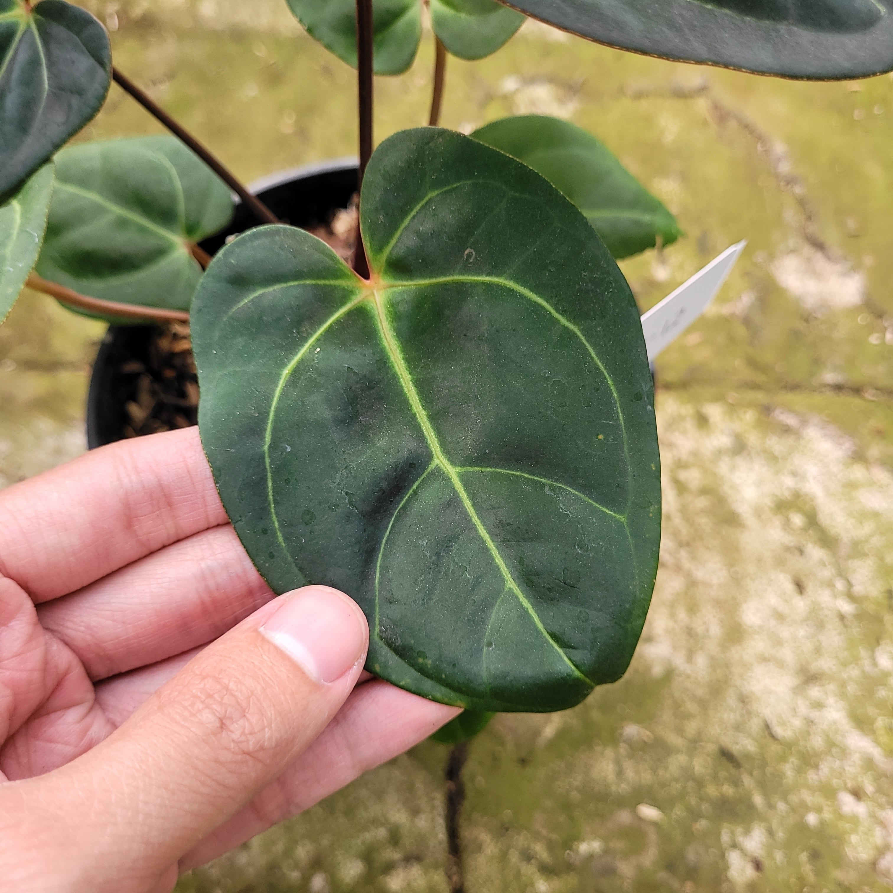 Anthurium Calgara