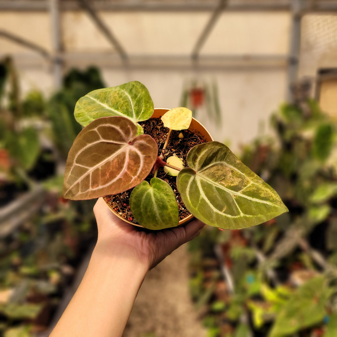 Anthurium Papilillaminum Pink x Michelle