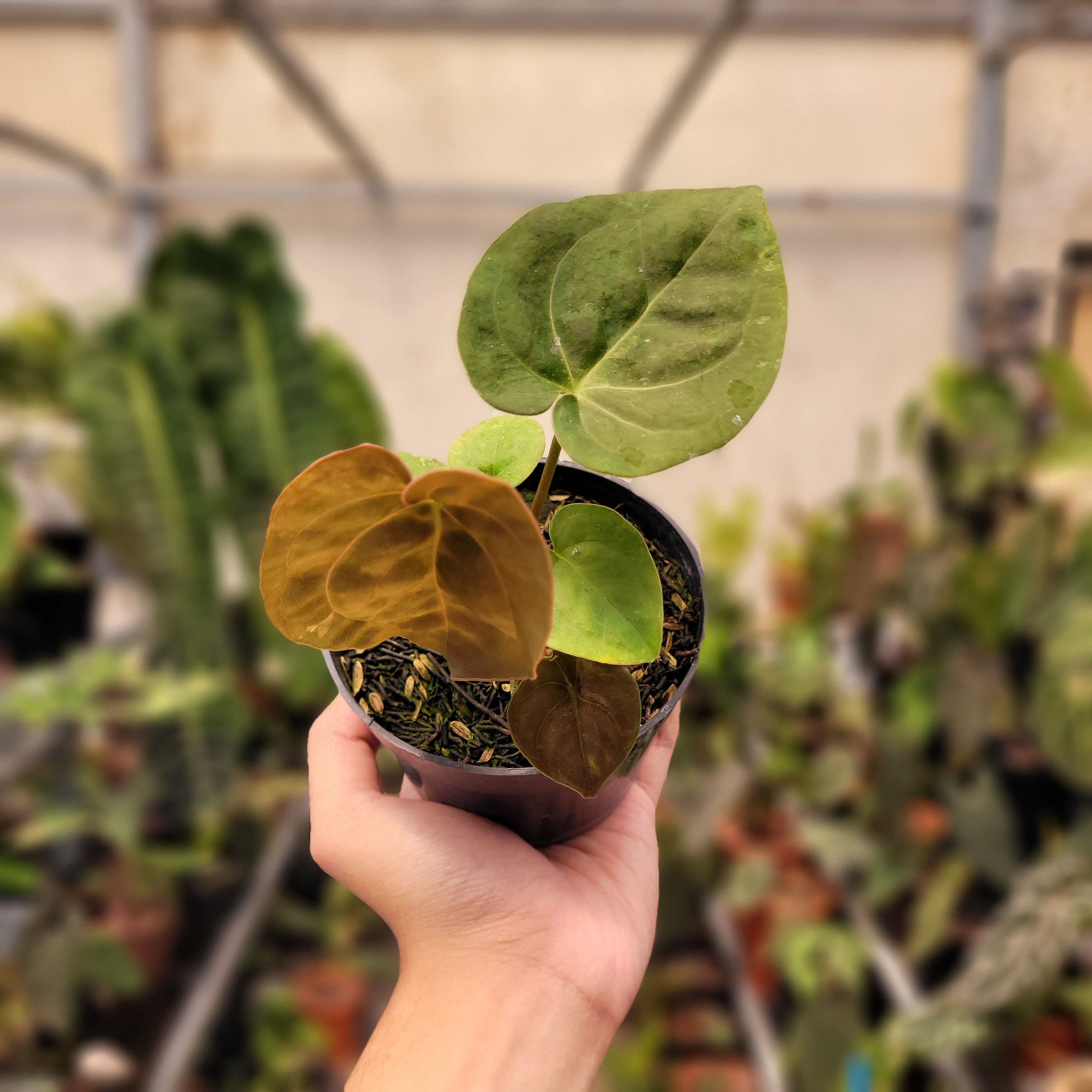 Anthurium Luxurians Indonesian Type