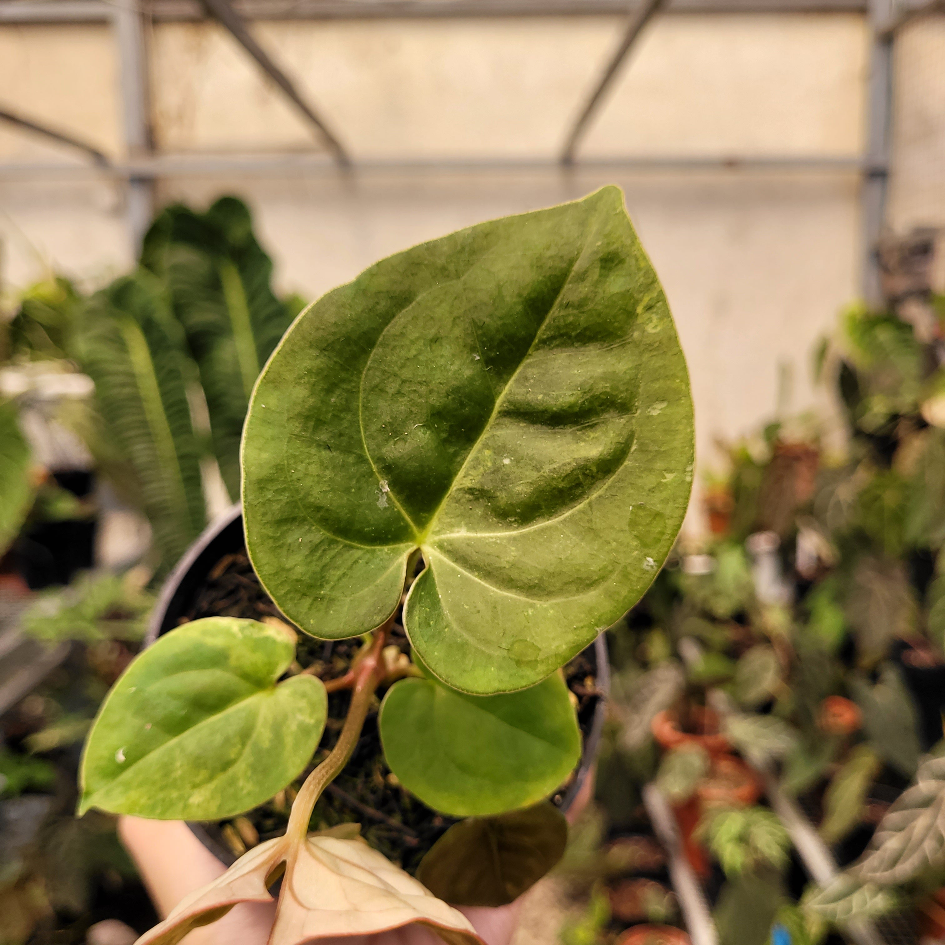 Anthurium Luxurians Indonesian Type