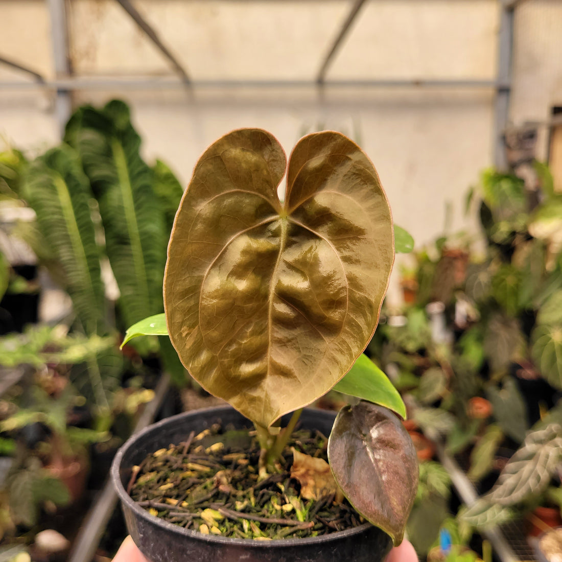 Anthurium Luxurians Indonesian Type