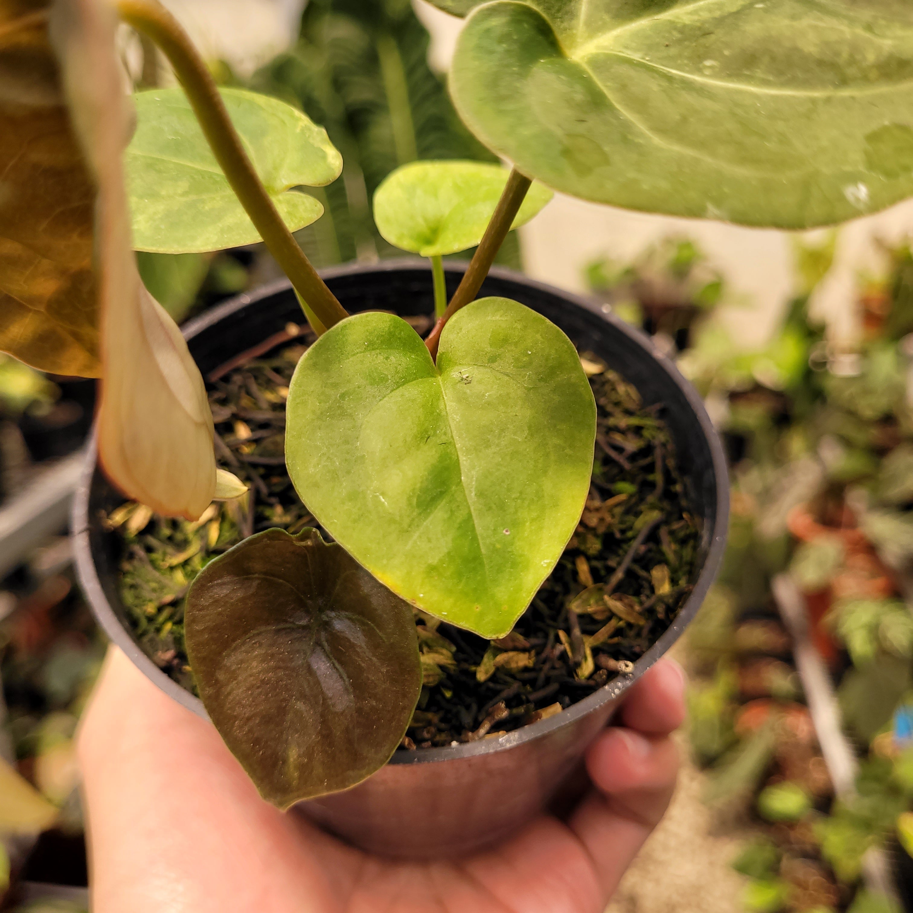 Anthurium Luxurians Indonesian Type