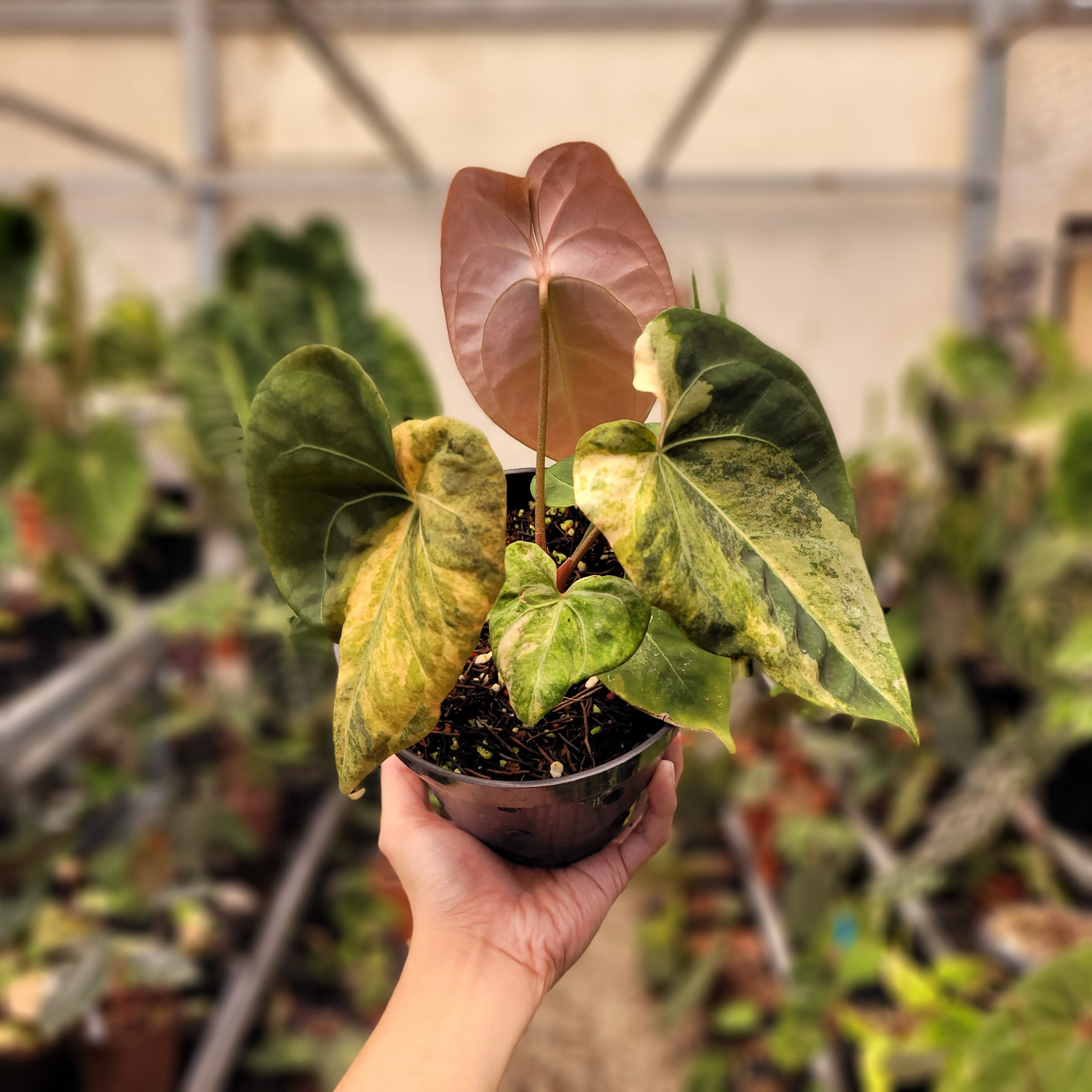 anthurium blight symptoms Anthurium Papilillaminum Variegated x King Of Spades