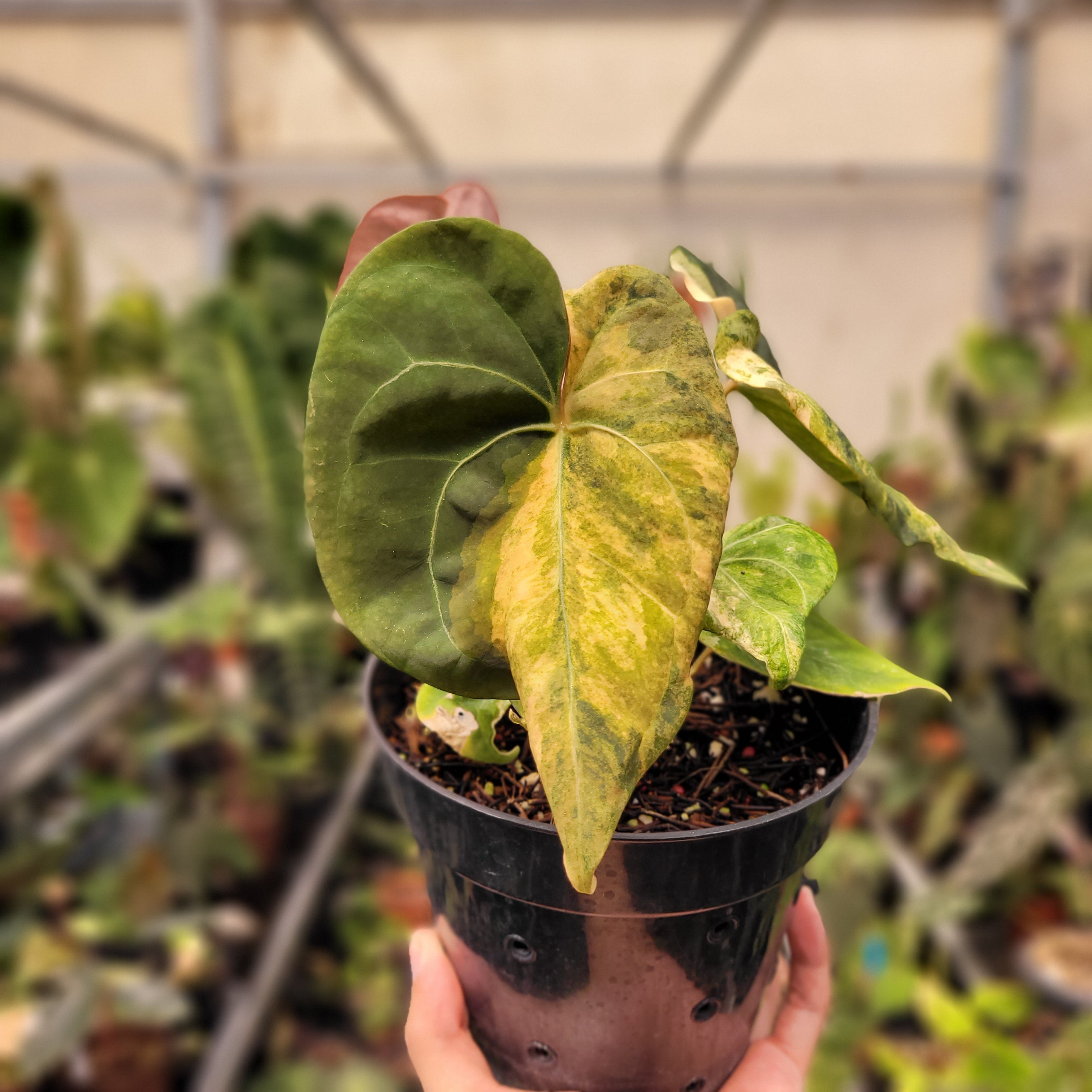 Anthurium Papilillaminum Variegated x King Of Spades