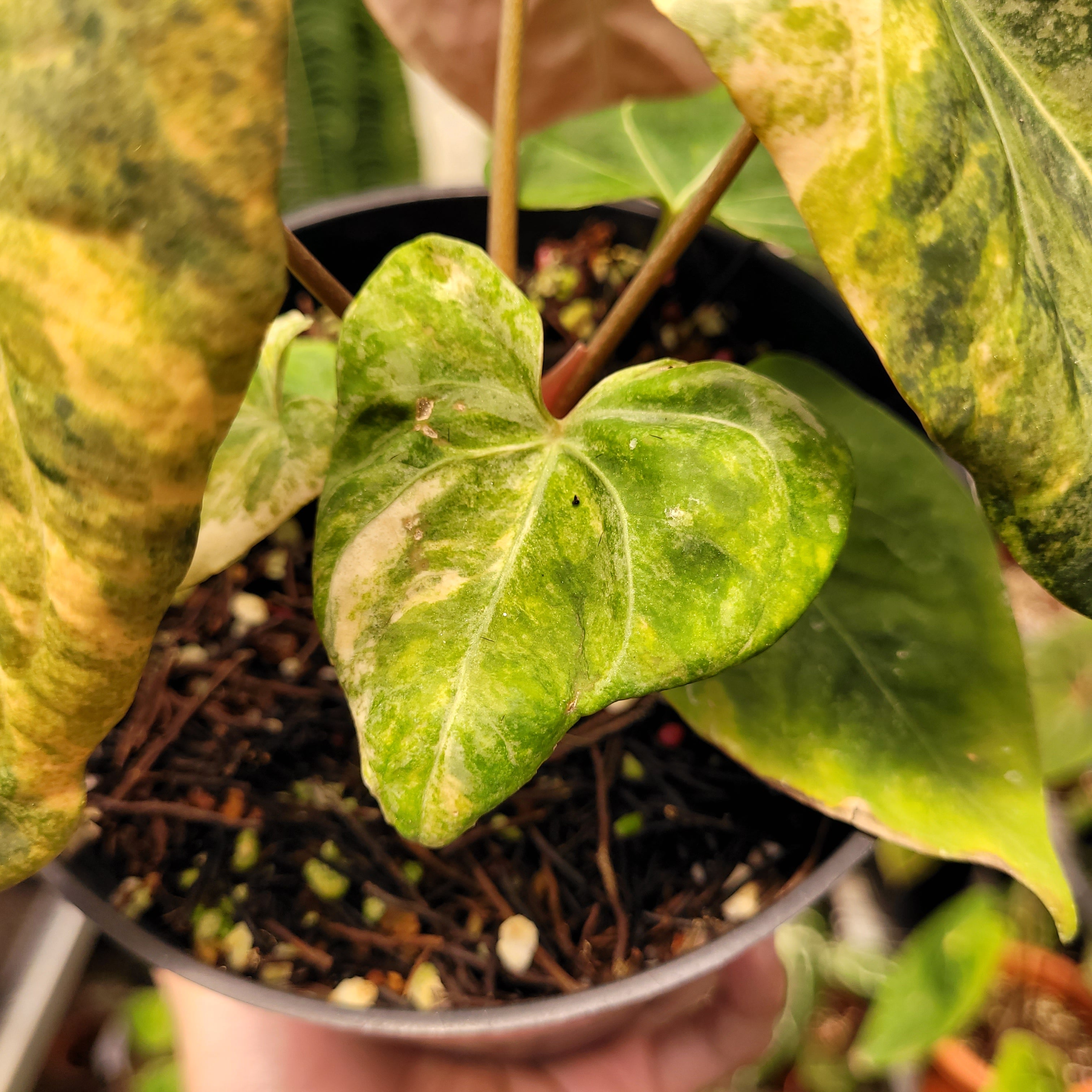 Anthurium Papilillaminum Variegated x King Of Spades