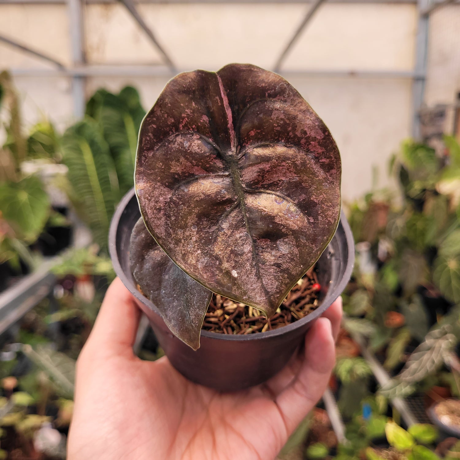 Alocasia Cuprea Pink Mint Variegated