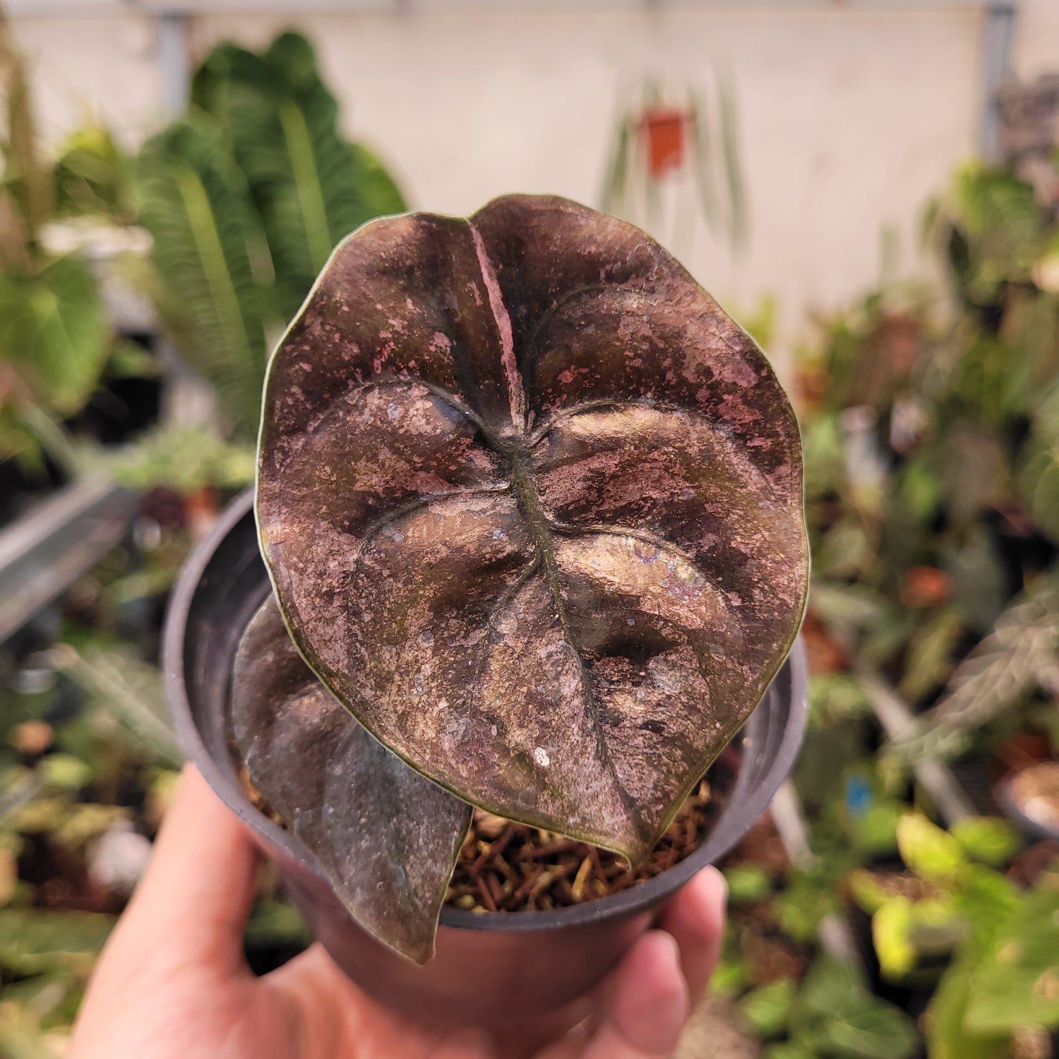 Alocasia Cuprea Pink Mint Variegated