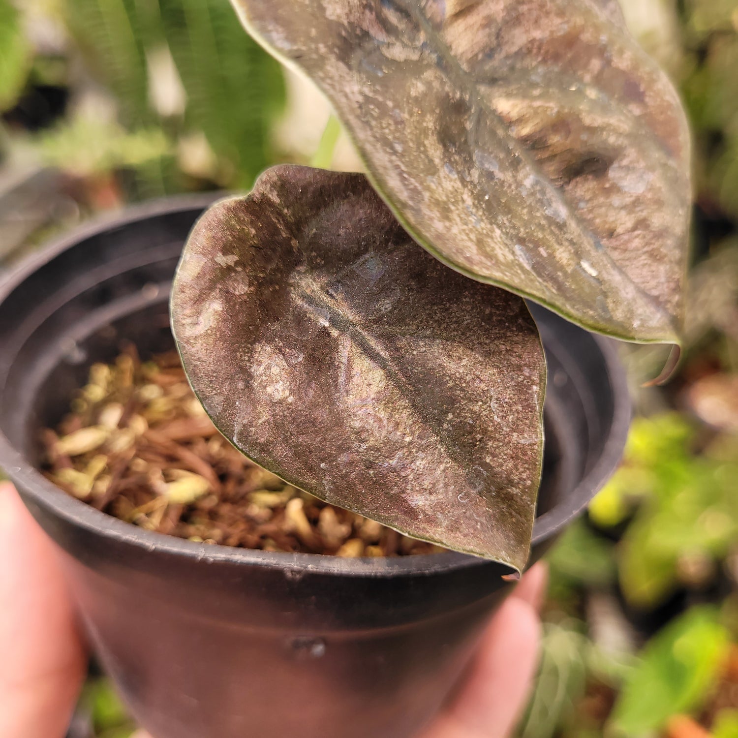 Alocasia Cuprea Pink Mint Variegated