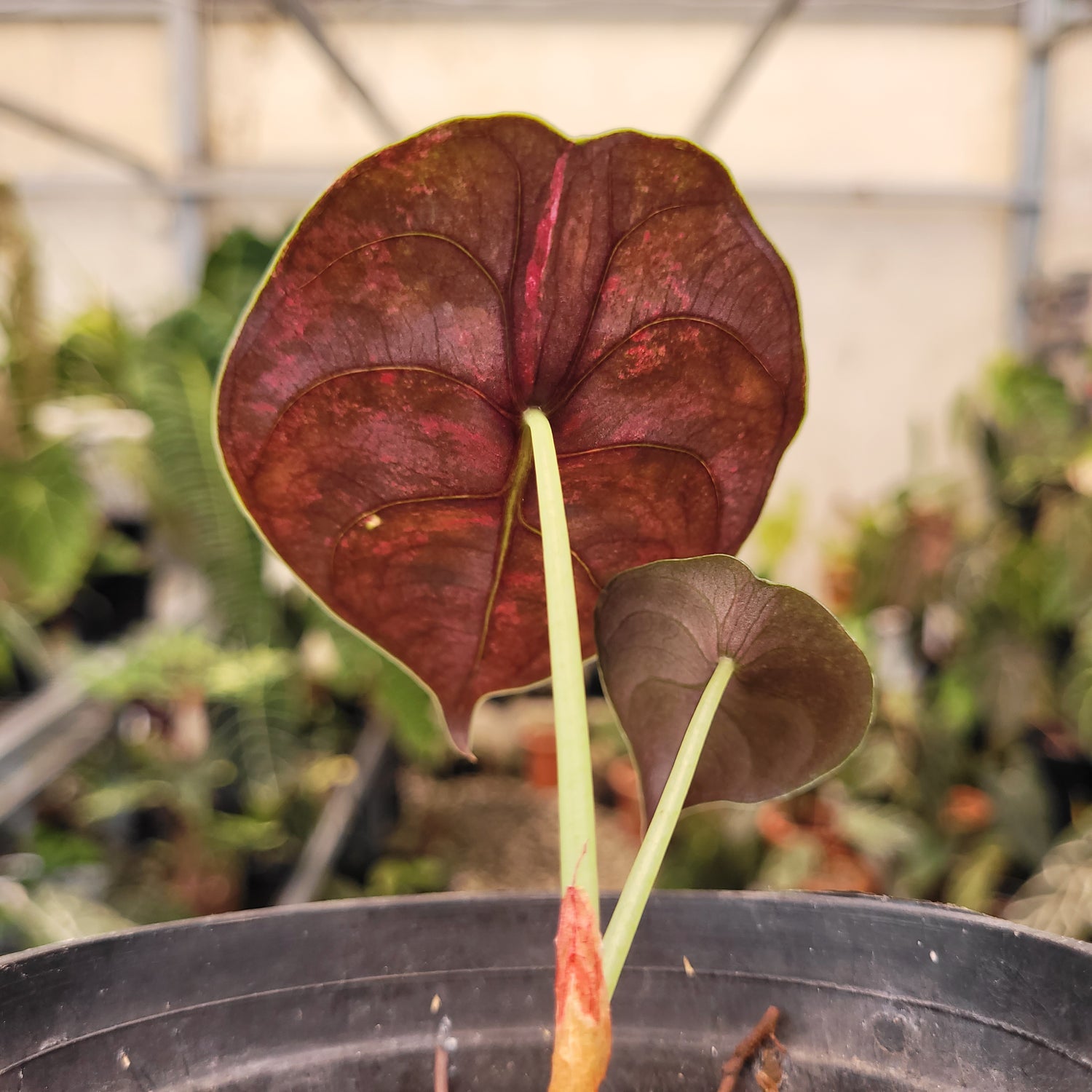Alocasia Cuprea Pink Mint Variegated