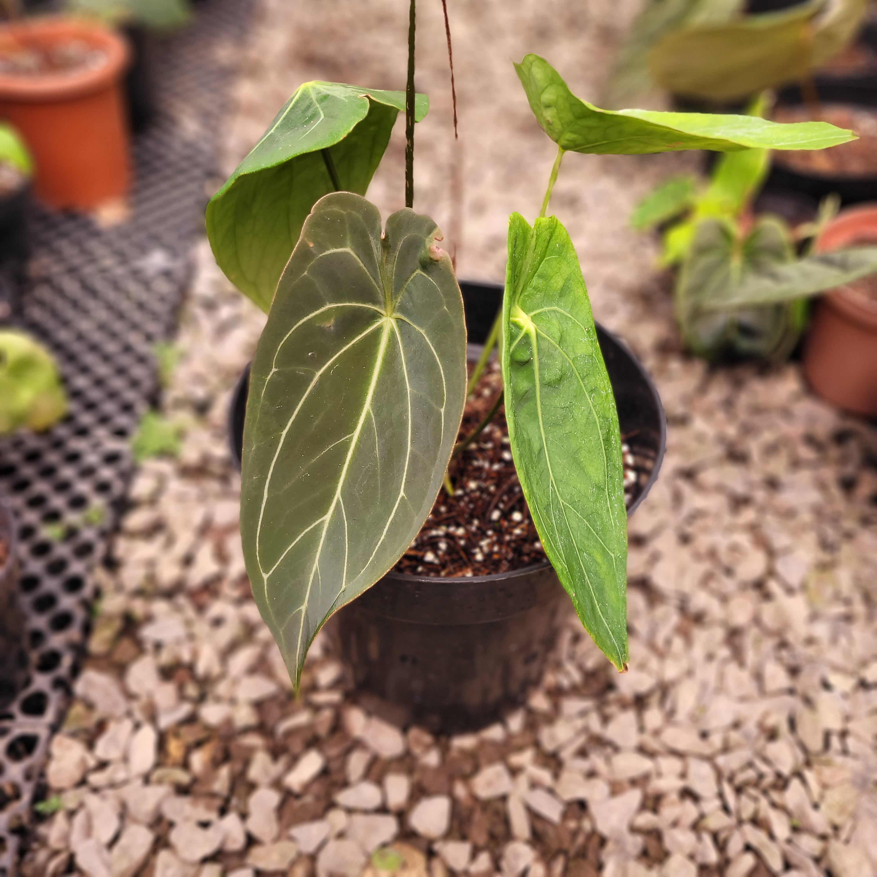 anthurium forgetii hybrid Anthurium Forgetii Hybrid