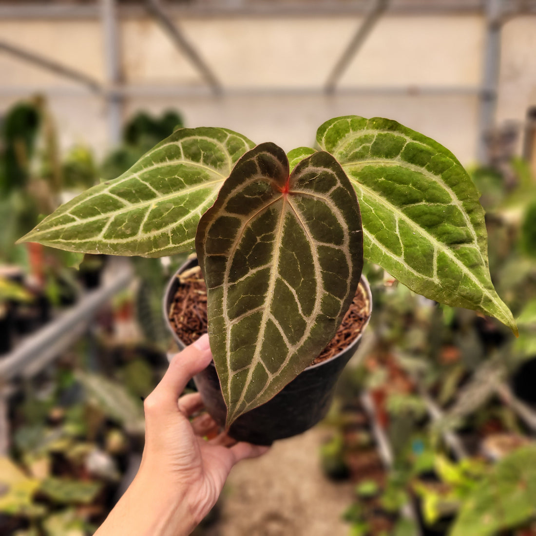 Anthurium Black Velvet Indonedia Type x (Zara x Michelle) "Selected"