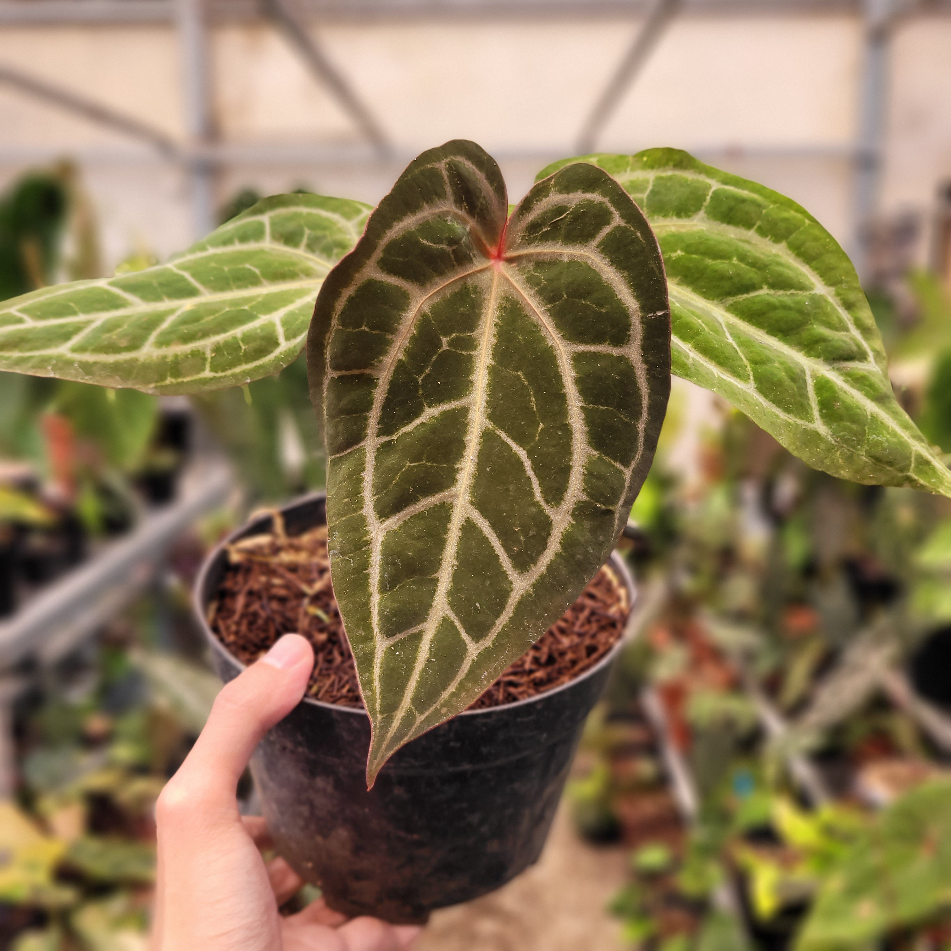 Anthurium Black Velvet Indonedia Type x (Zara x Michelle) "Selected"