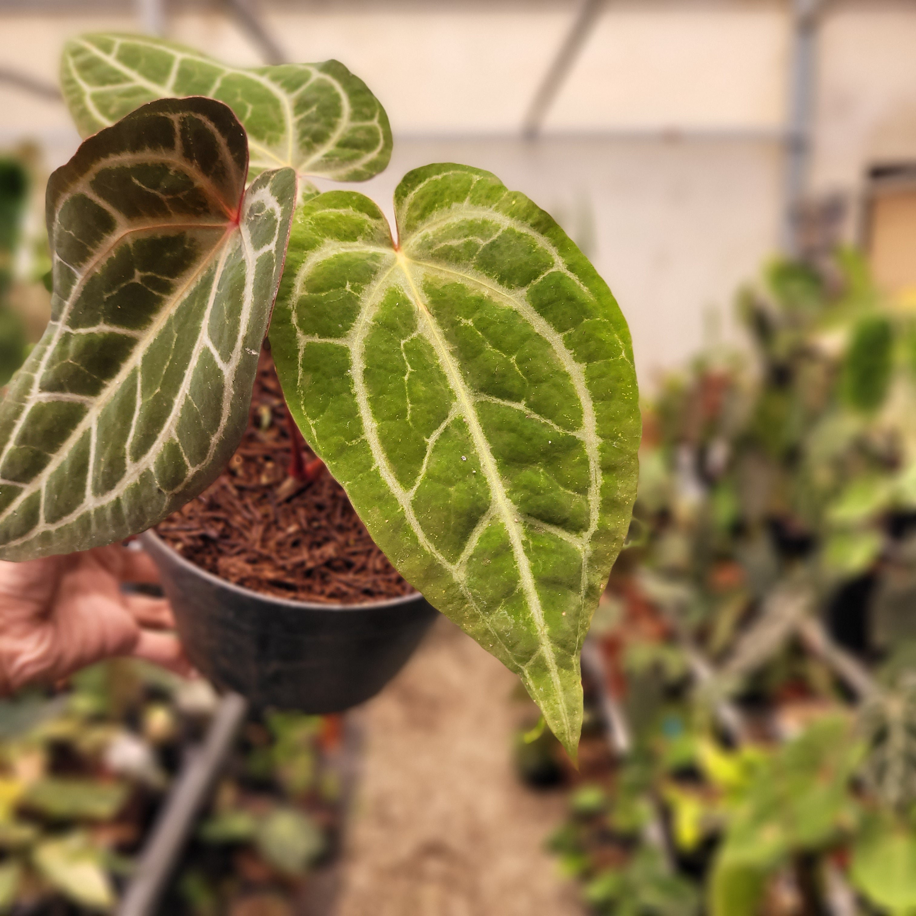 Anthurium Black Velvet Indonedia Type x (Zara x Michelle) "Selected"