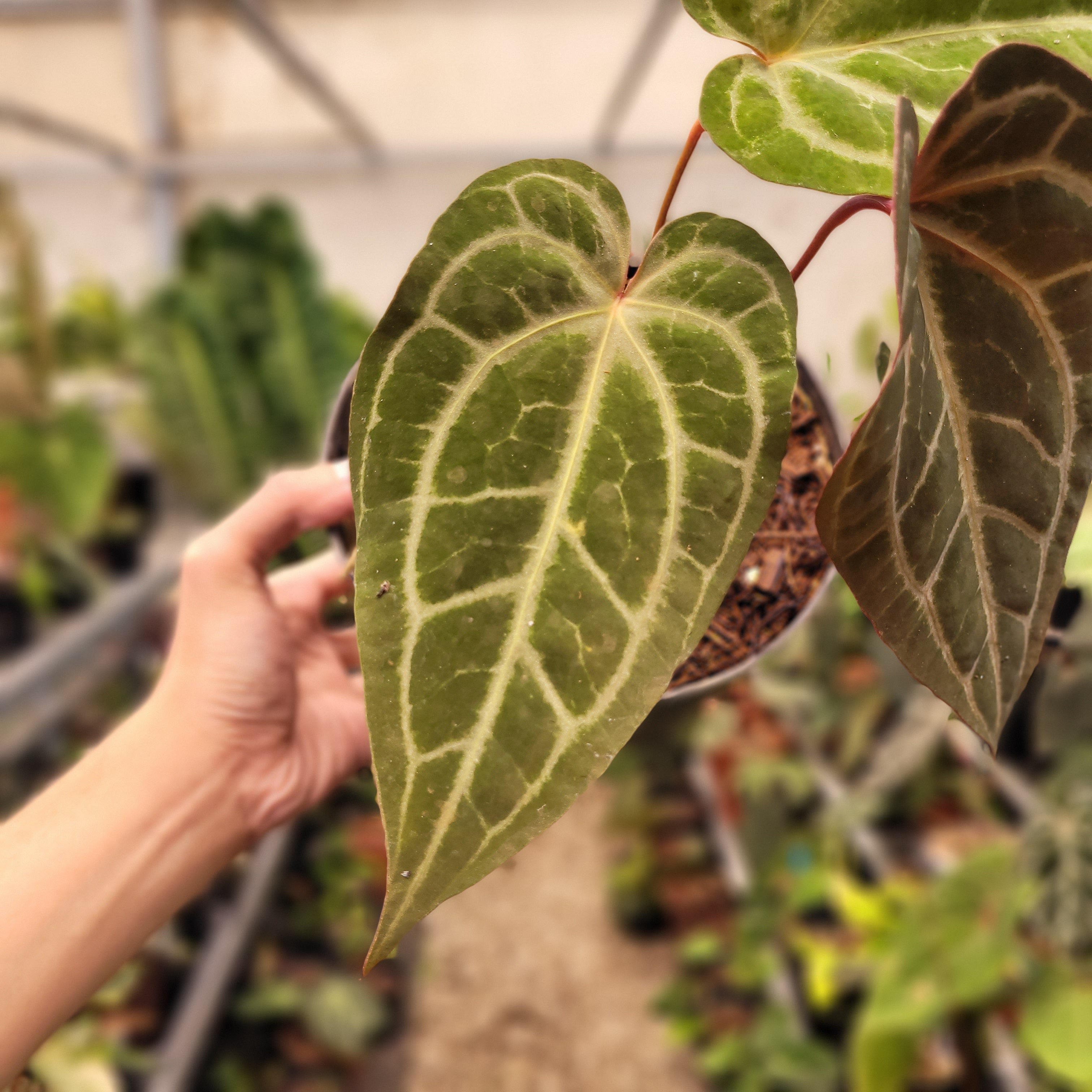 Anthurium Black Velvet Indonedia Type x (Zara x Michelle) "Selected"