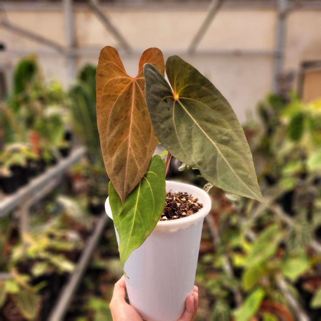 Anhturium Papilillaminum Mint Variegated