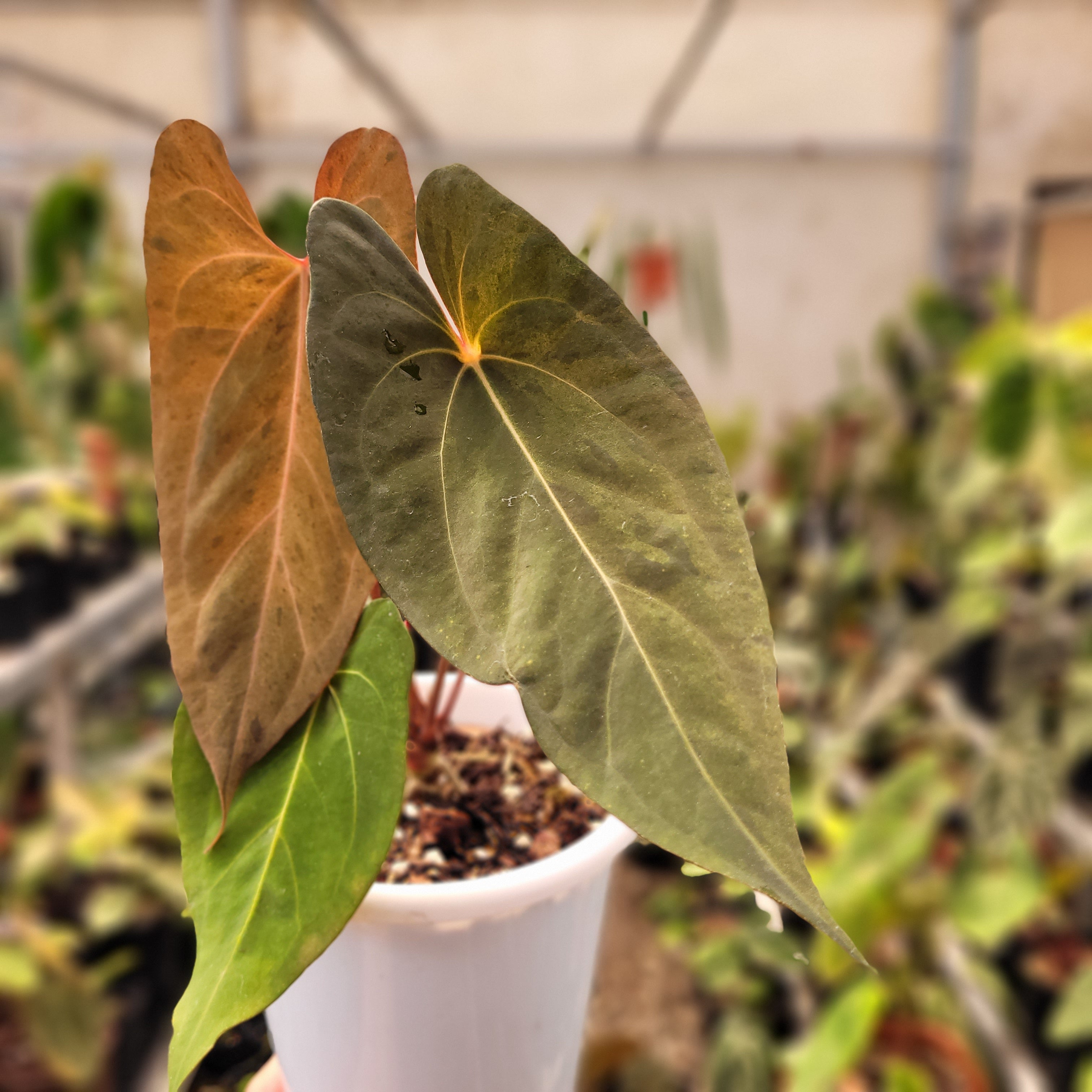 Anhturium Papilillaminum Mint Variegated