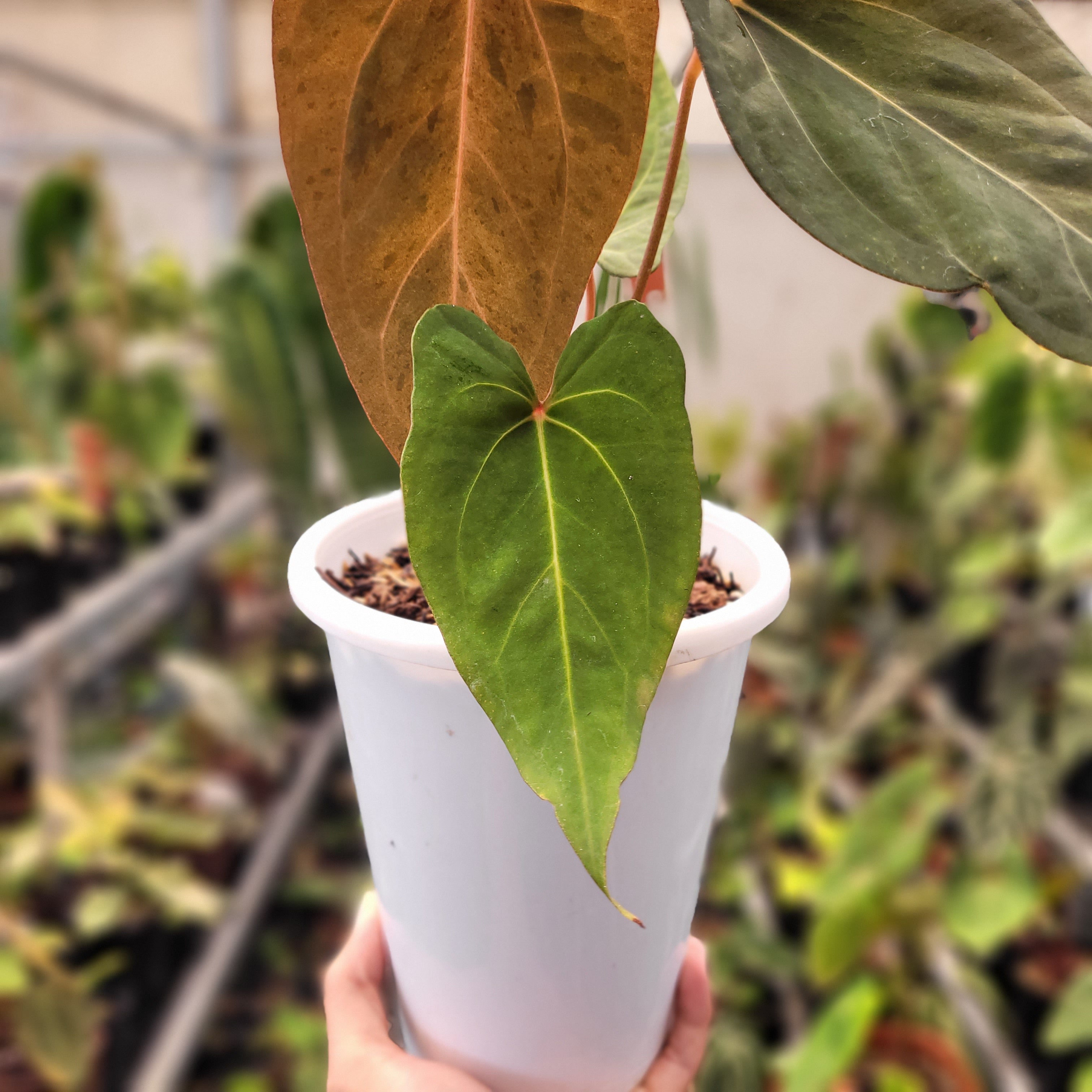 Anhturium Papilillaminum Mint Variegated