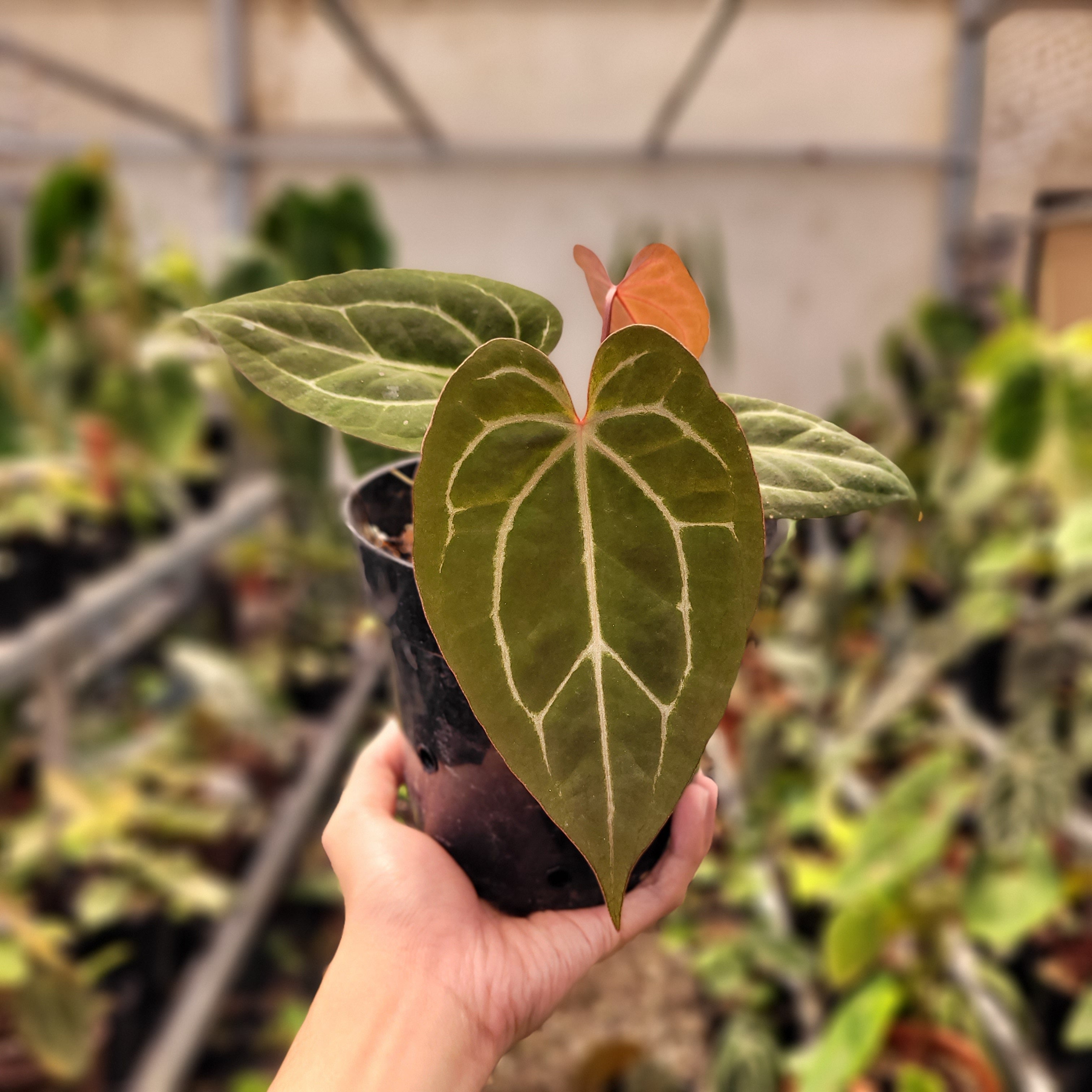 velvety anthurium Anthurium Black Velvet Indonesia Type x (Zara x Michelle) – Greenspaces.id