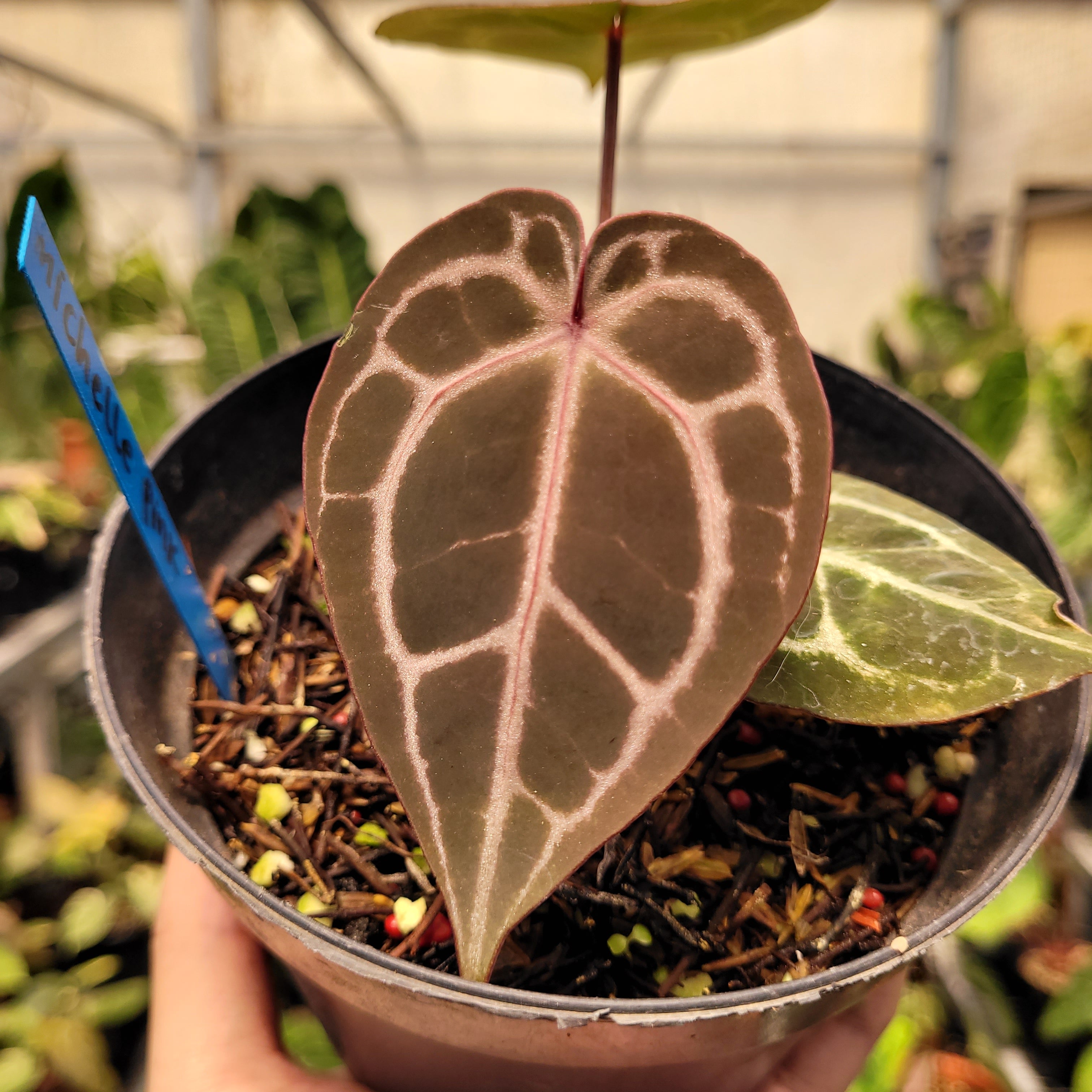 Anthurium Red Crystal Michelle