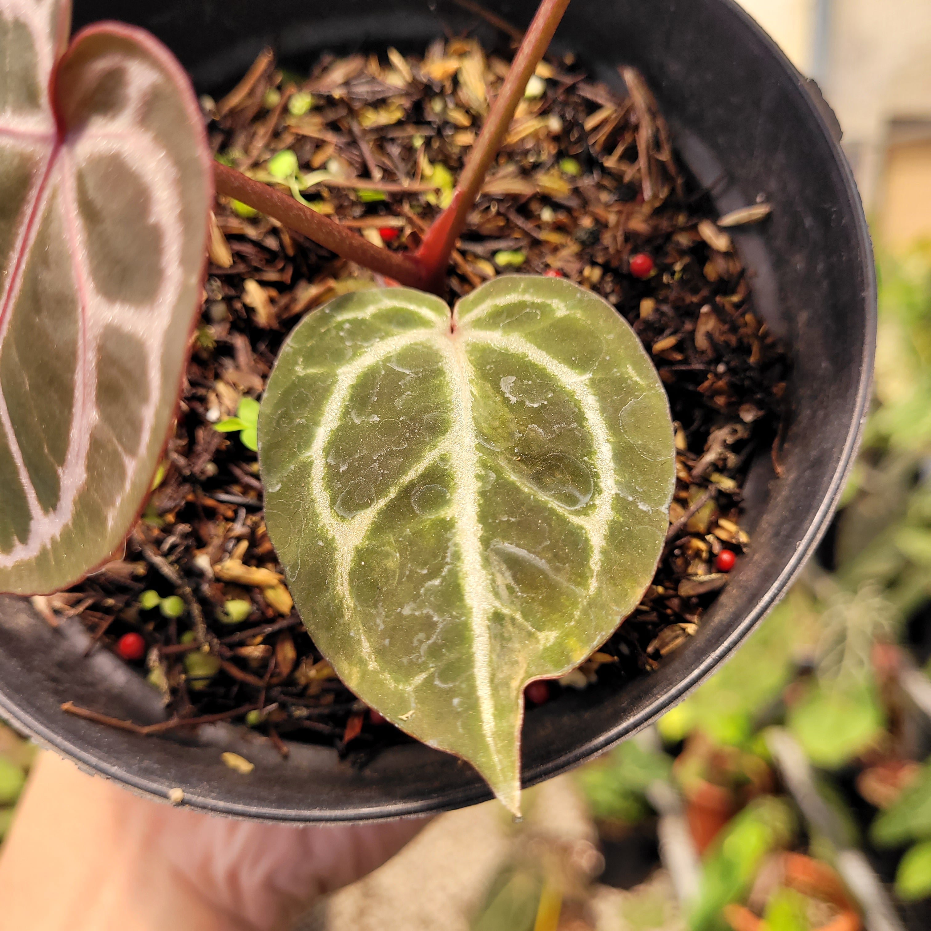 Anthurium Red Crystal Michelle