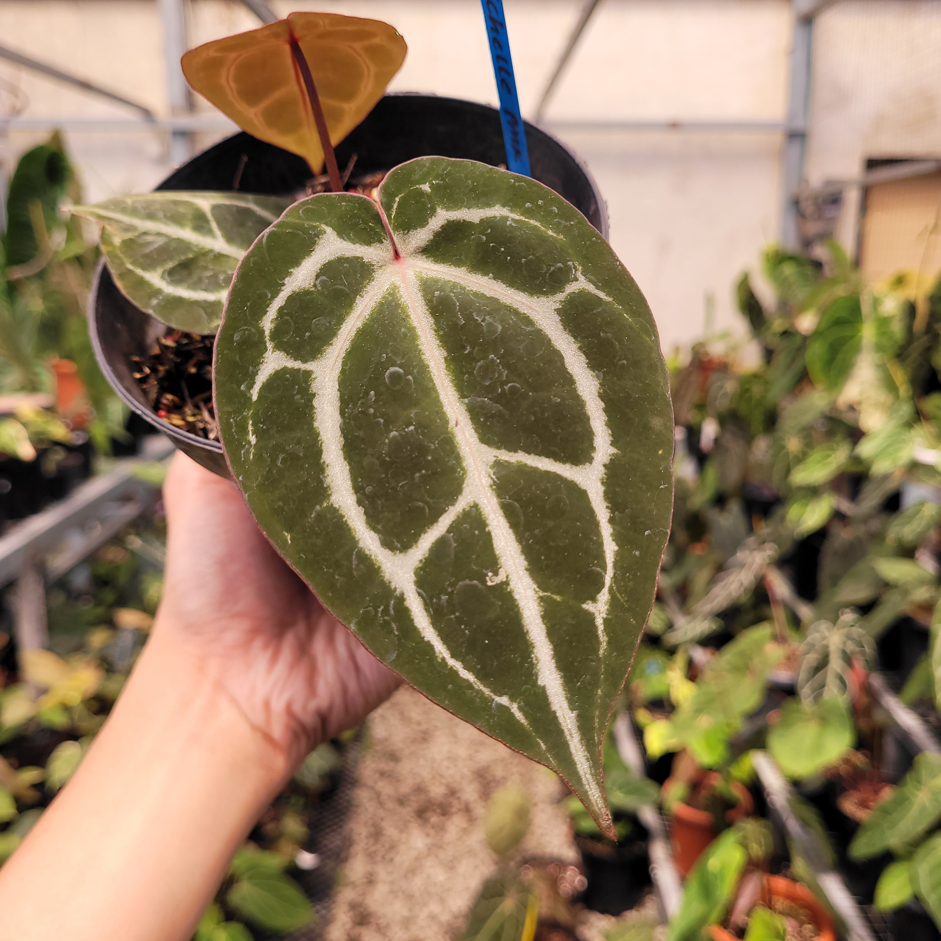 Anthurium Red Crystal Michelle