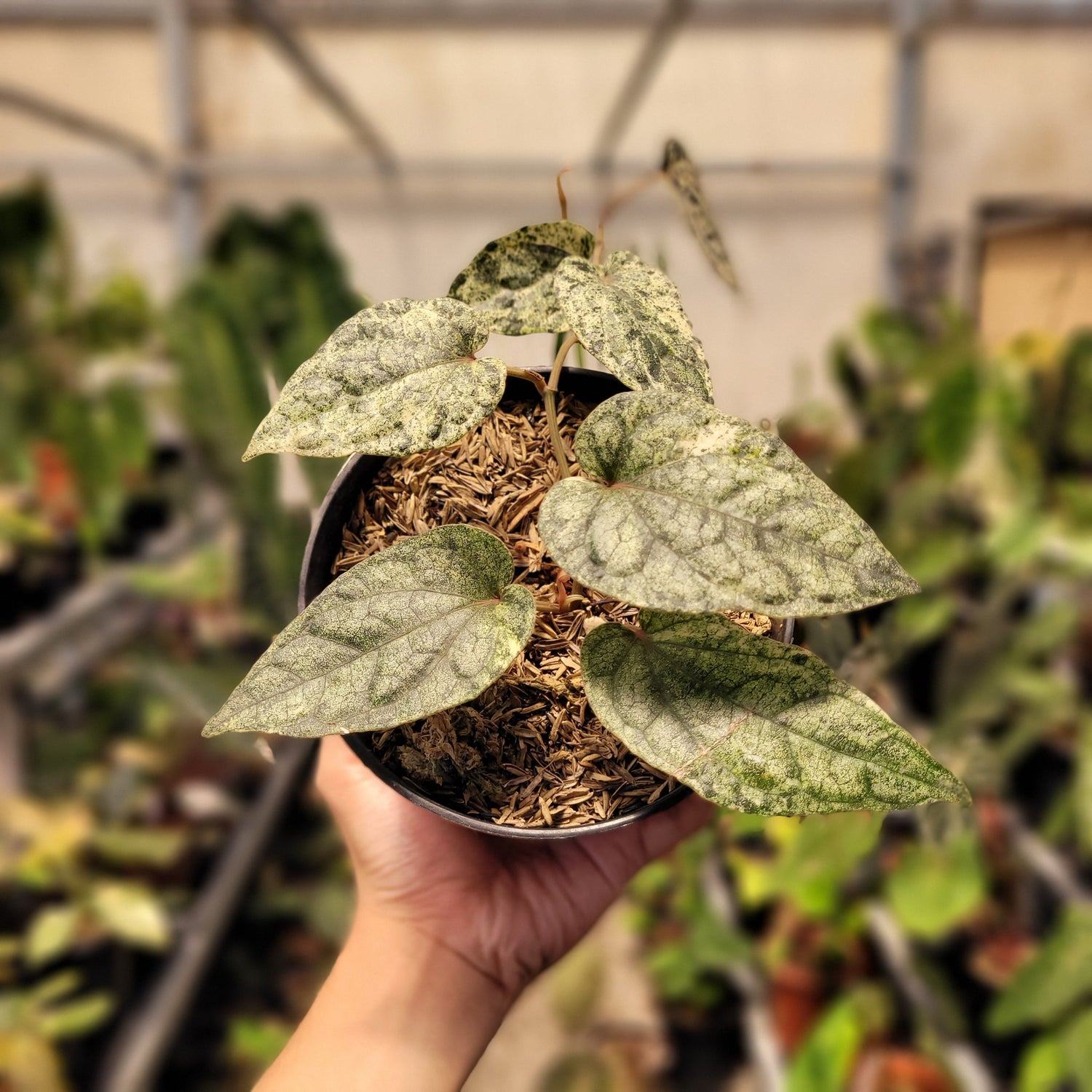 🎁 Piper Variegated (100% off)