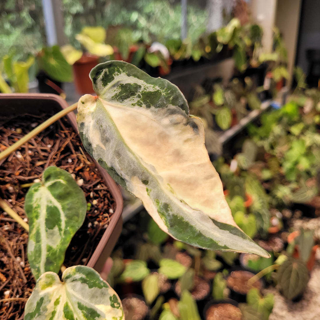 Anthurium Red Crystal Venom Variegated