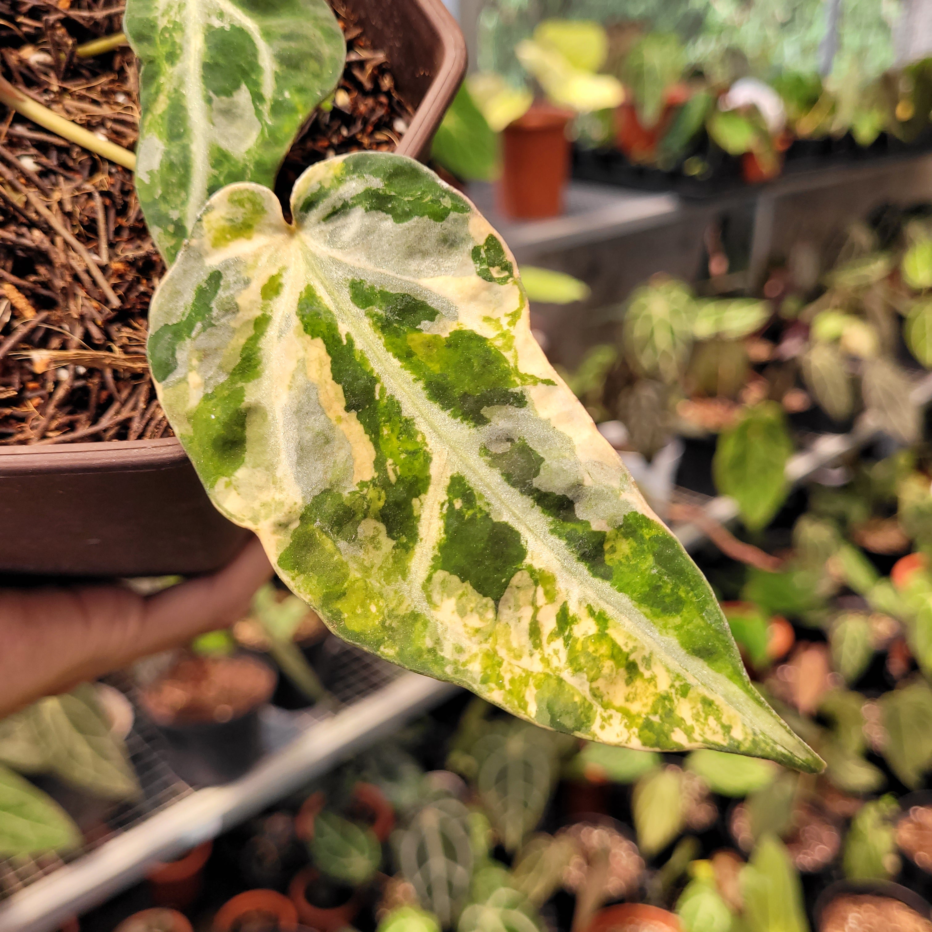 Anthurium Red Crystal Venom Variegated