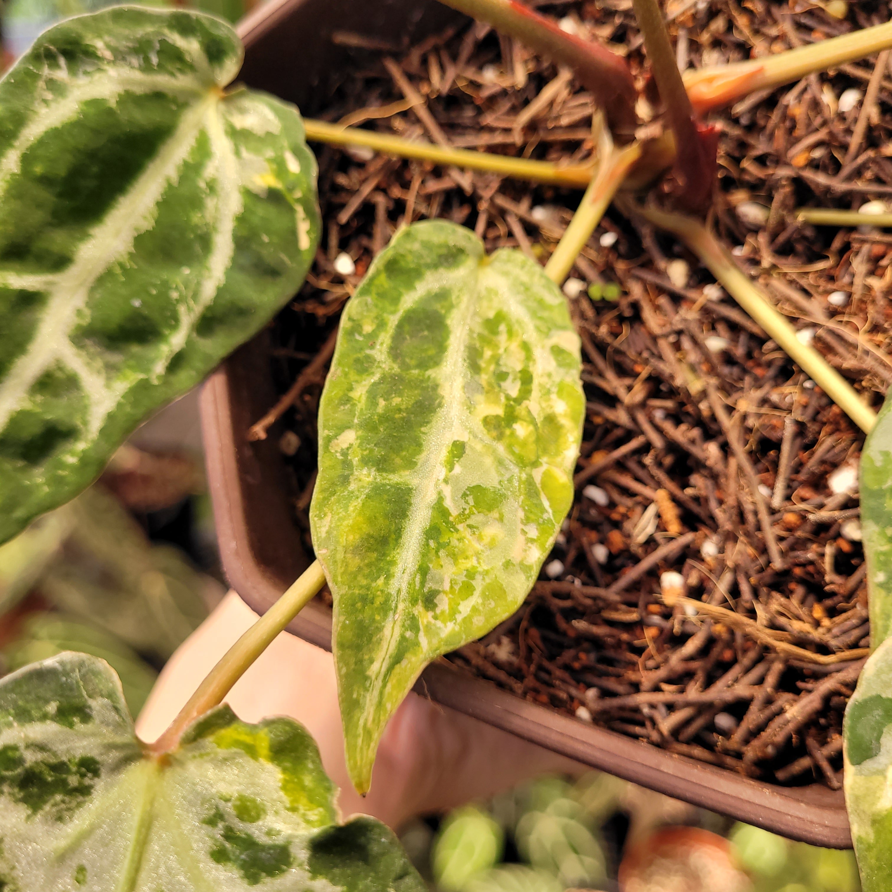 Anthurium Red Crystal Venom Variegated