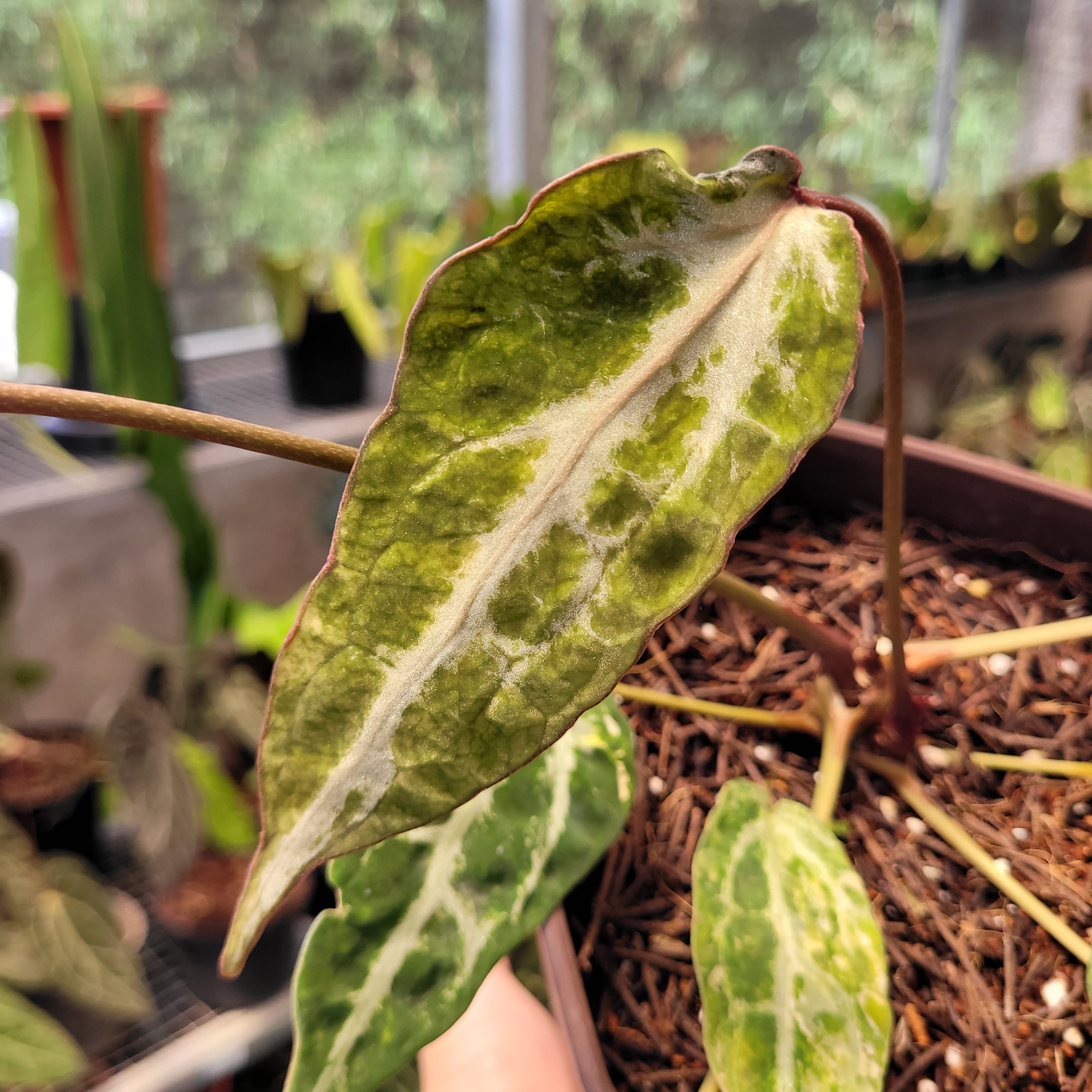 Anthurium Red Crystal Venom Variegated