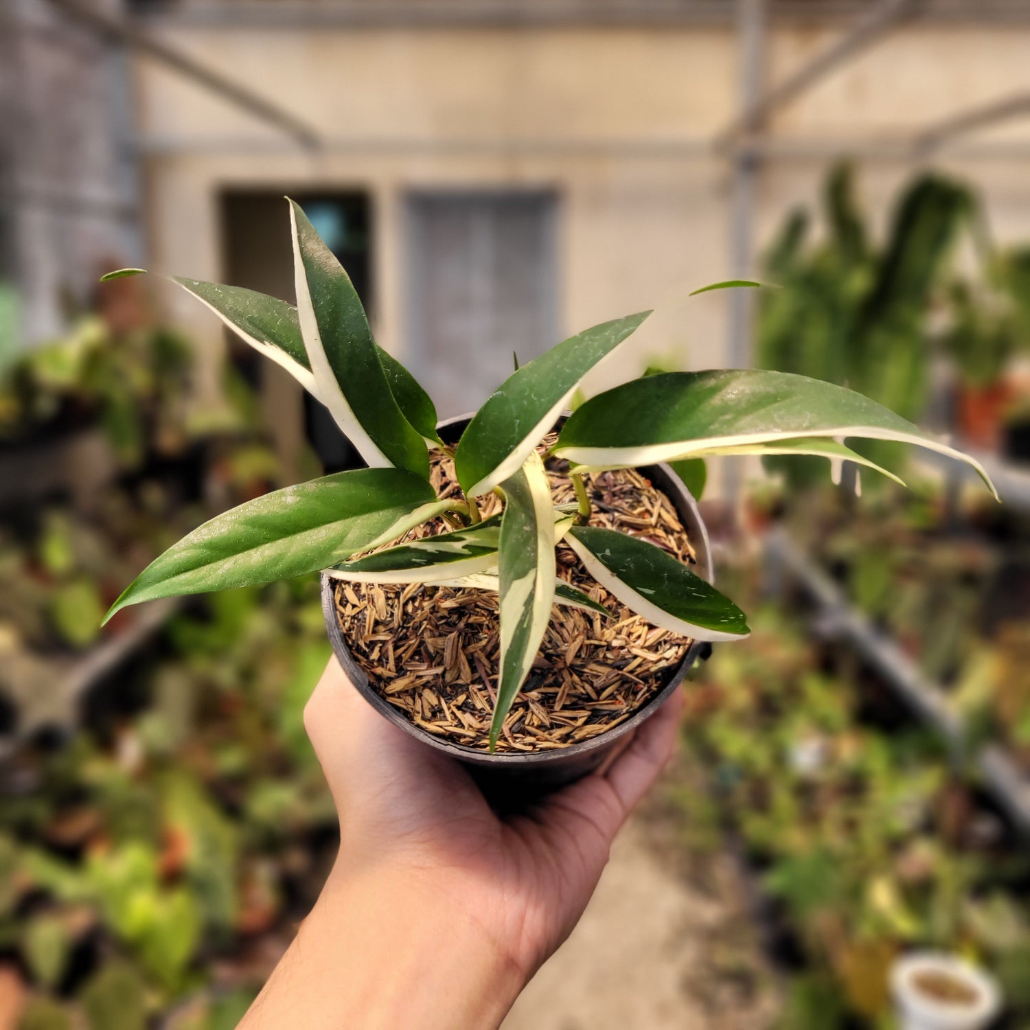 Rhaphidophora Rubiscot