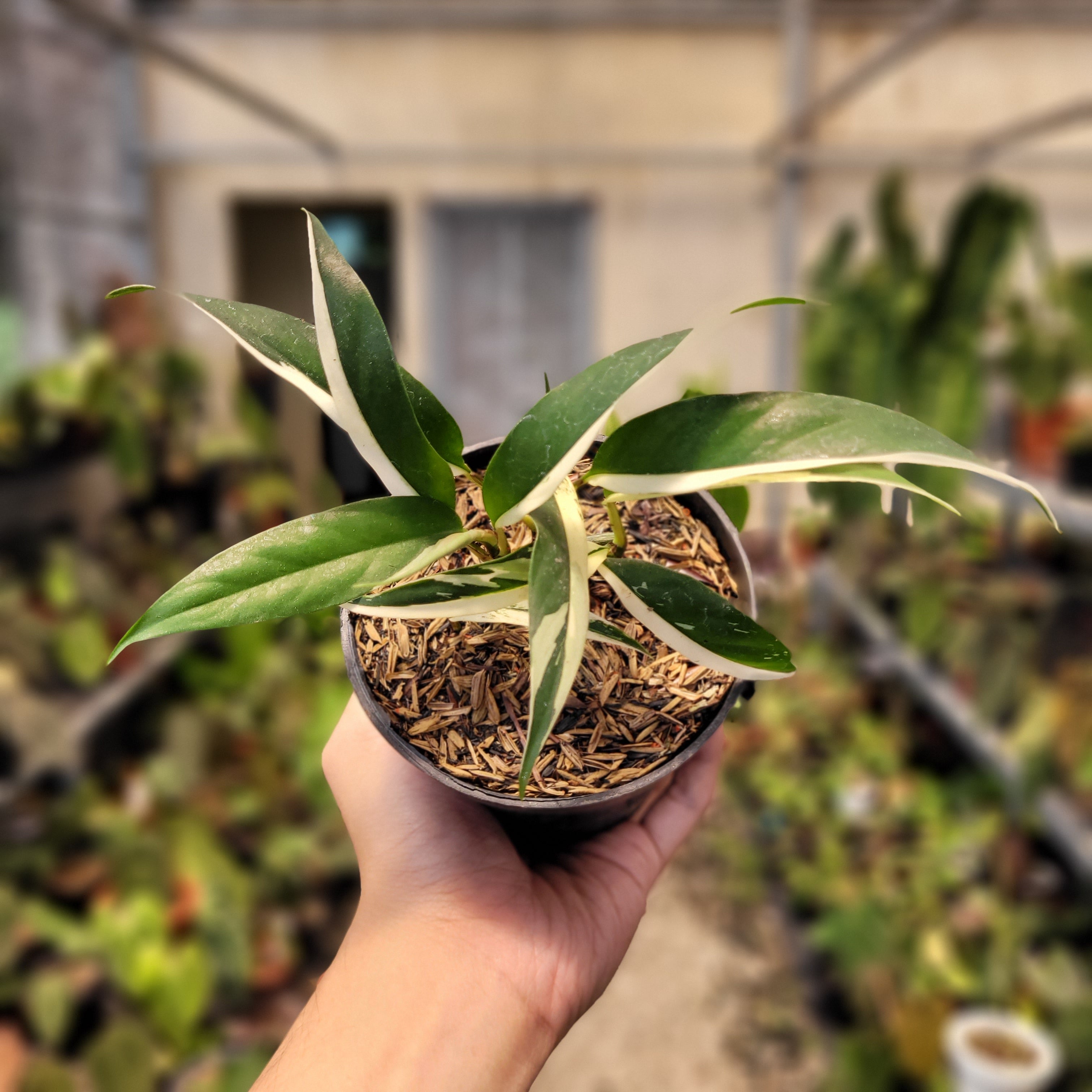 Rhaphidophora Rubiscot