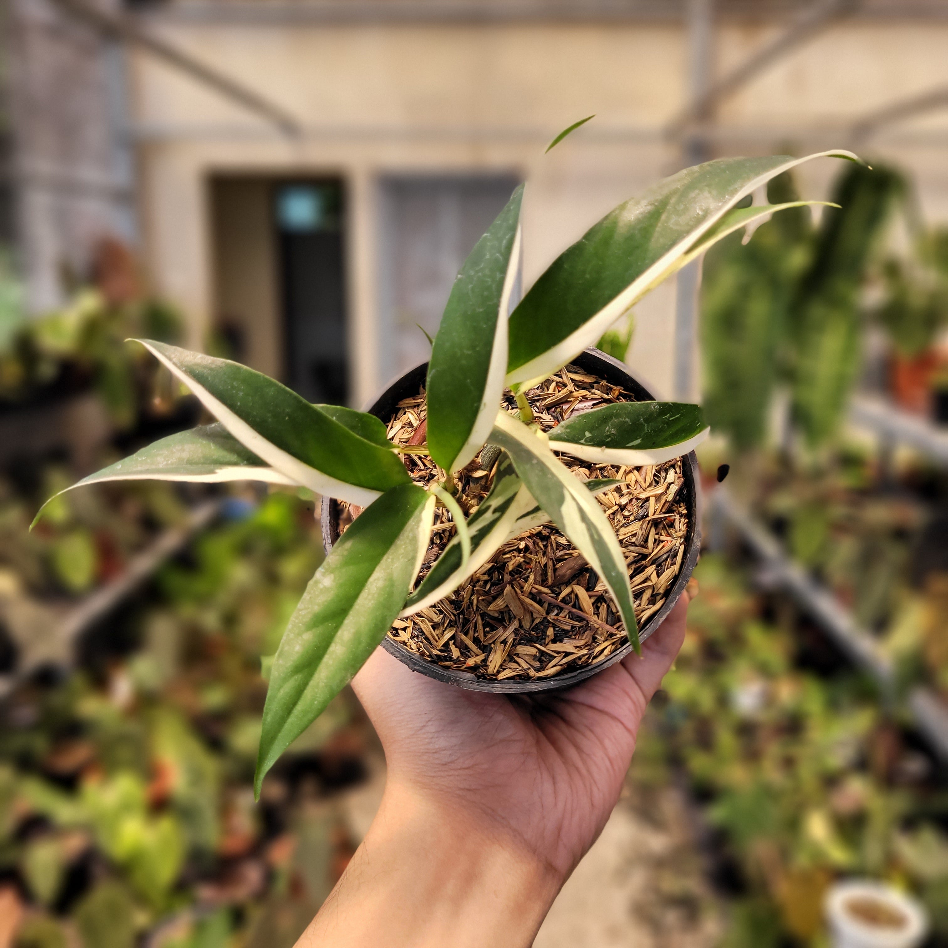 Rhaphidophora Rubiscot