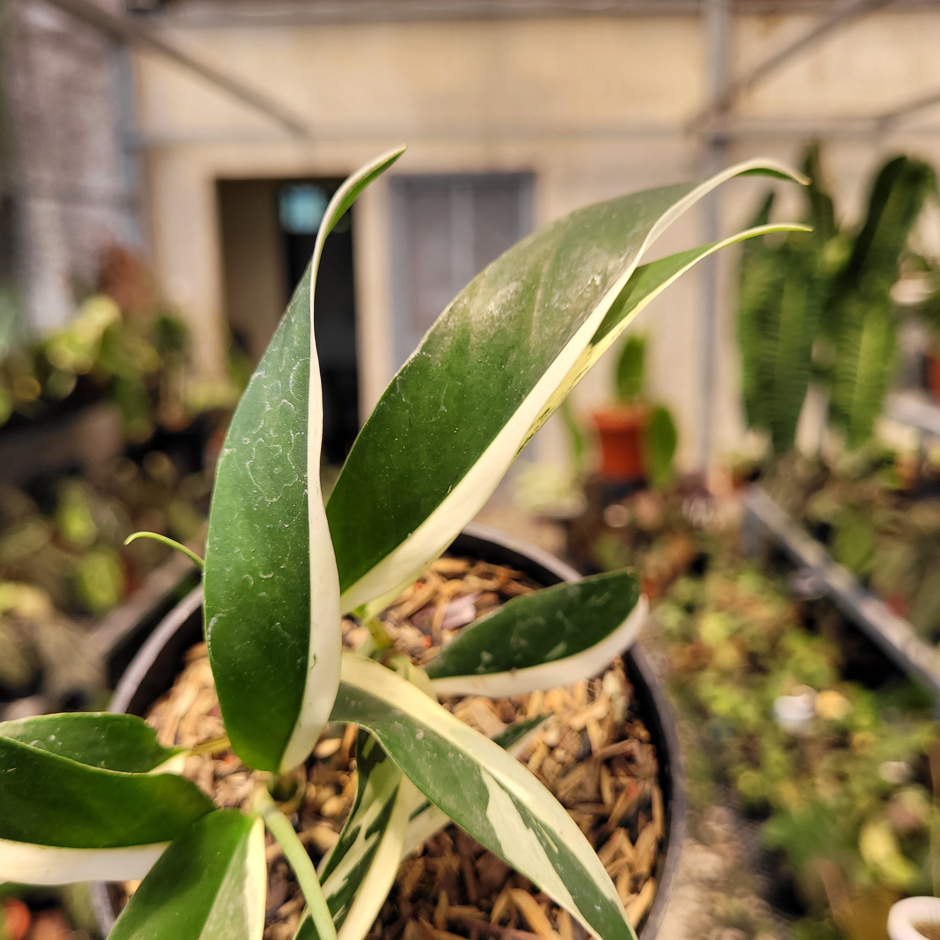 Rhaphidophora Rubiscot