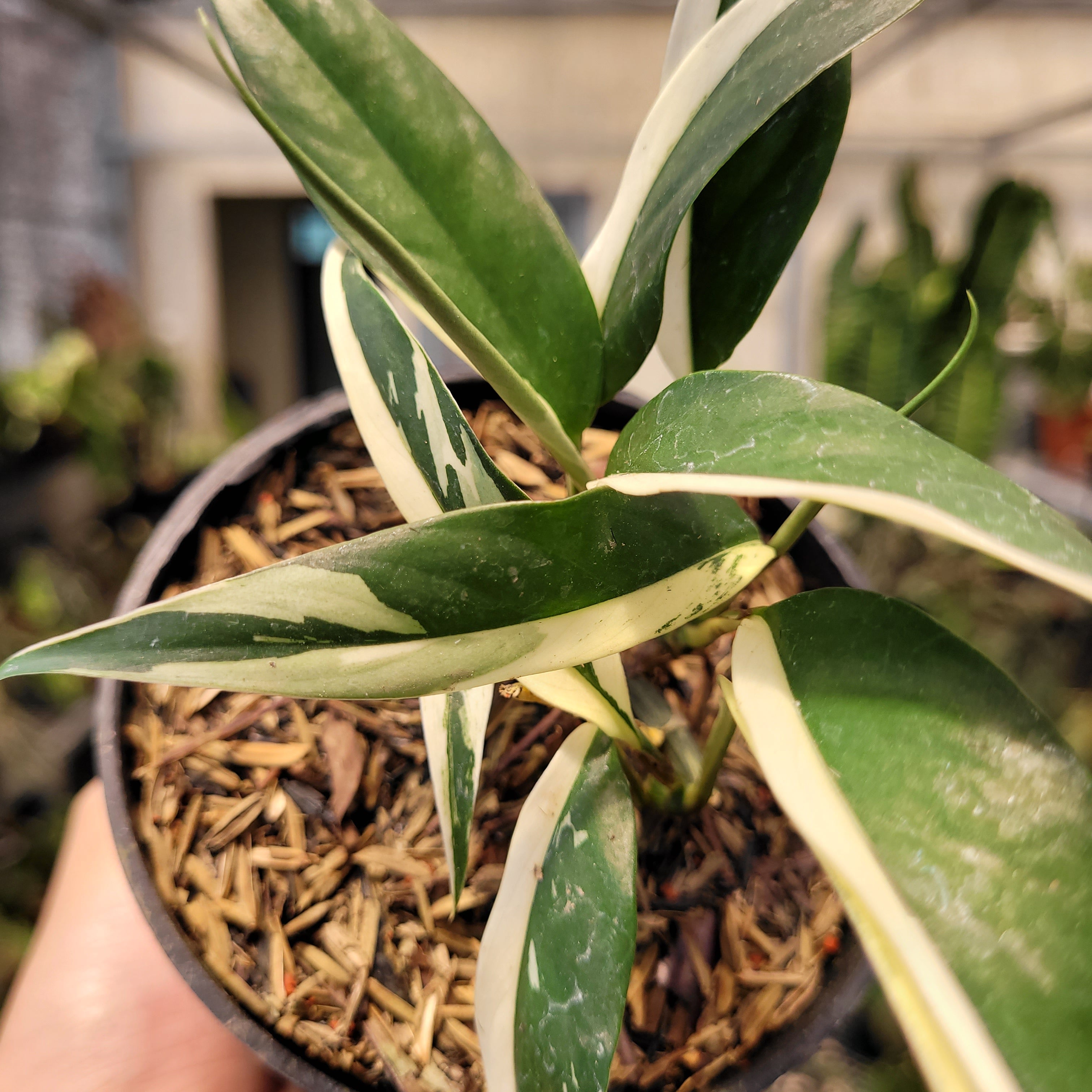 Rhaphidophora Rubiscot