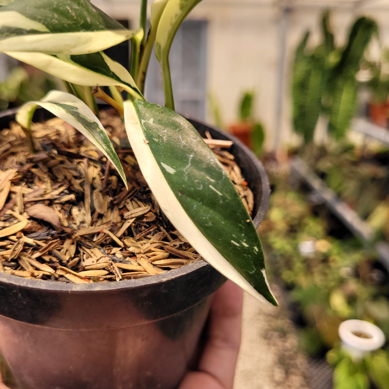 Rhaphidophora Rubiscot