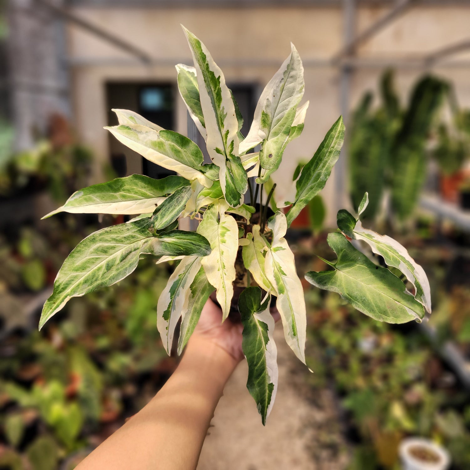 Syngonium Star Light