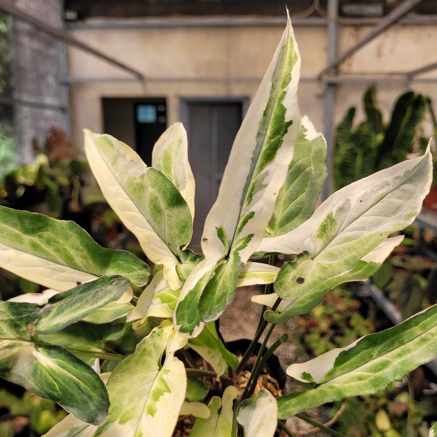 Syngonium Star Light