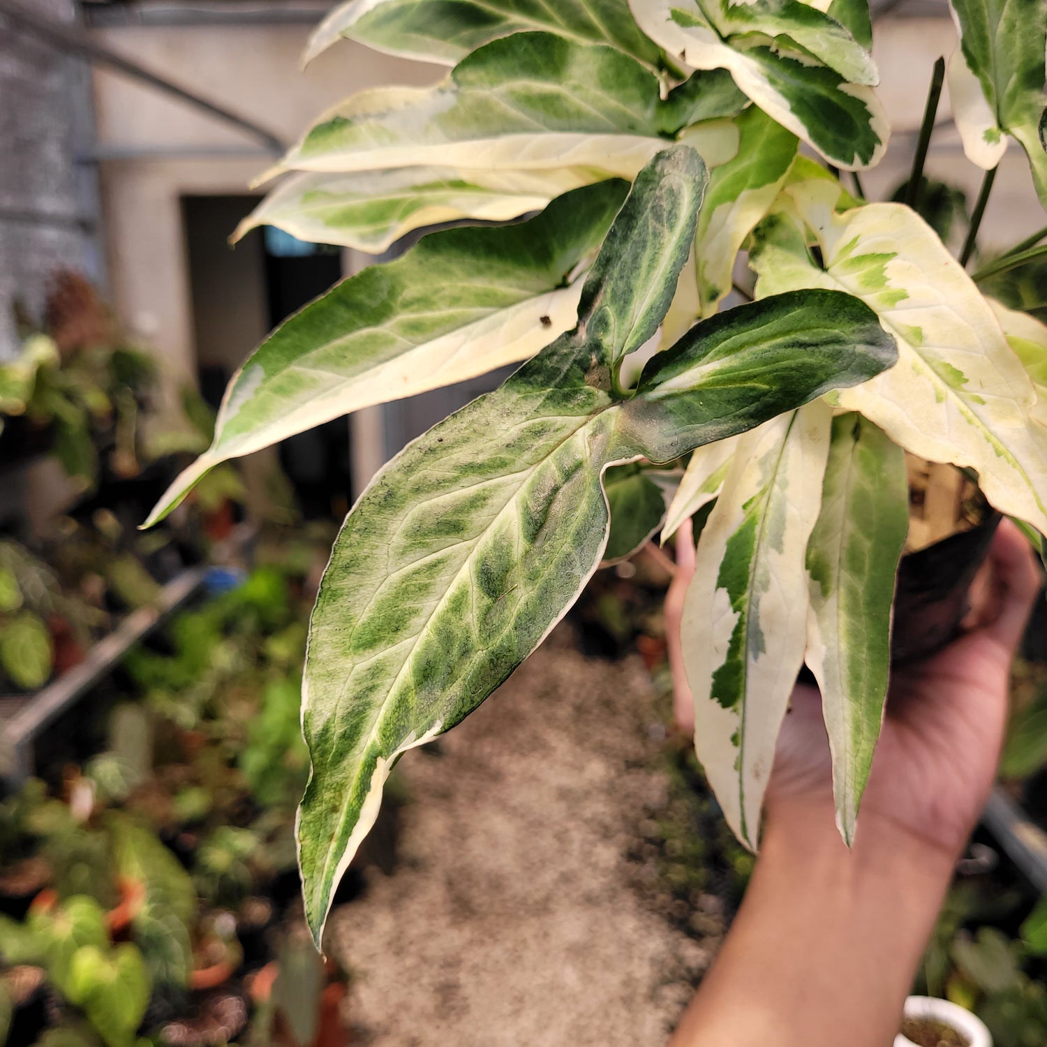 Syngonium Star Light