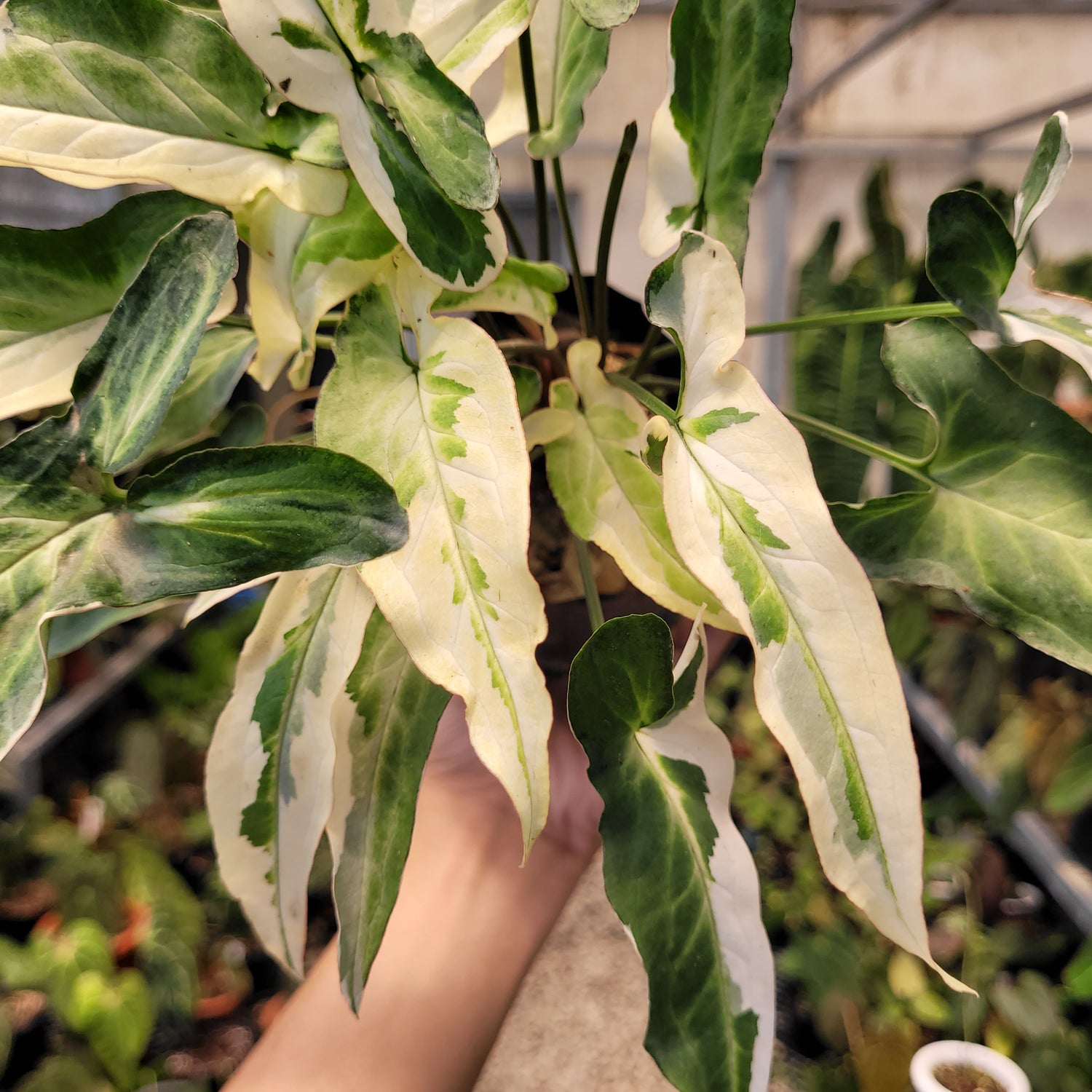 Syngonium Star Light