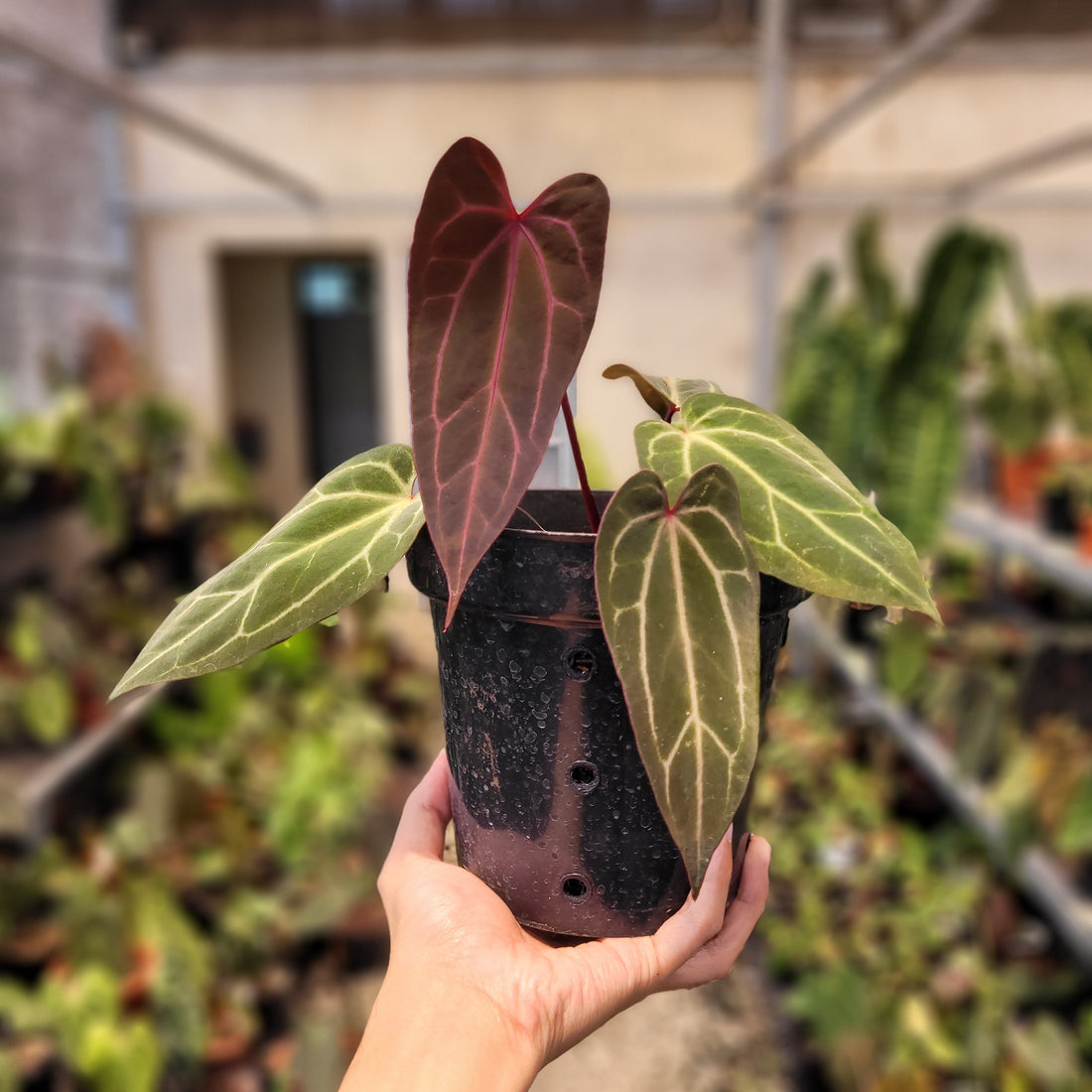 Anthurium BVIT x (Zara x Michelle)