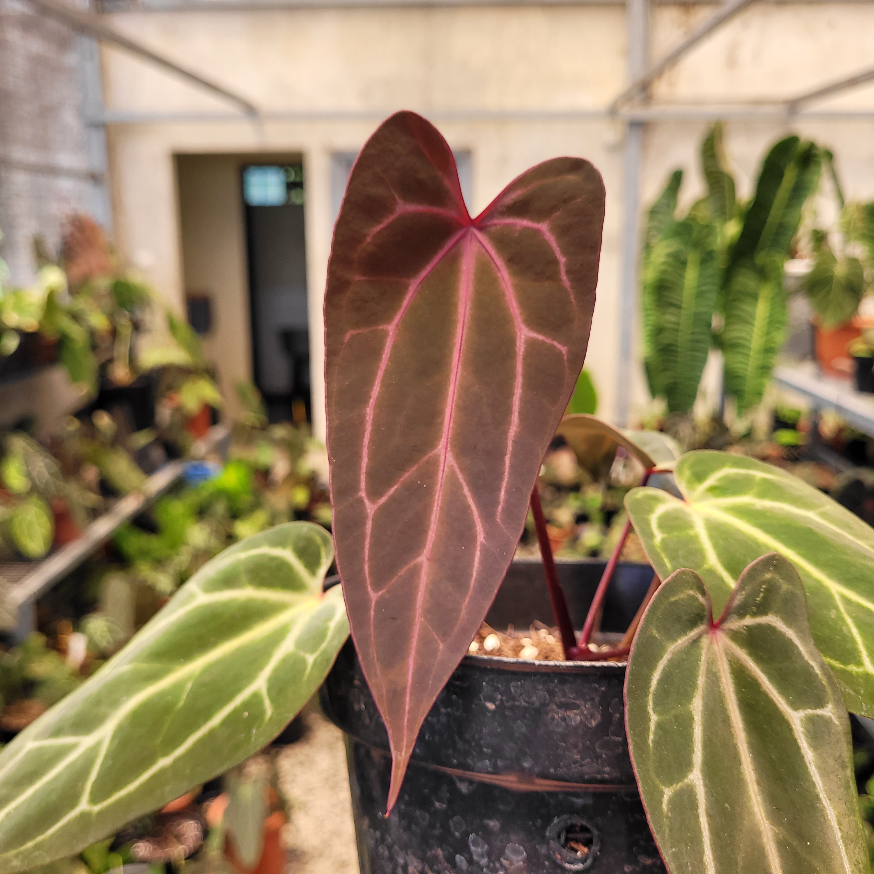 Anthurium BVIT x (Zara x Michelle)
