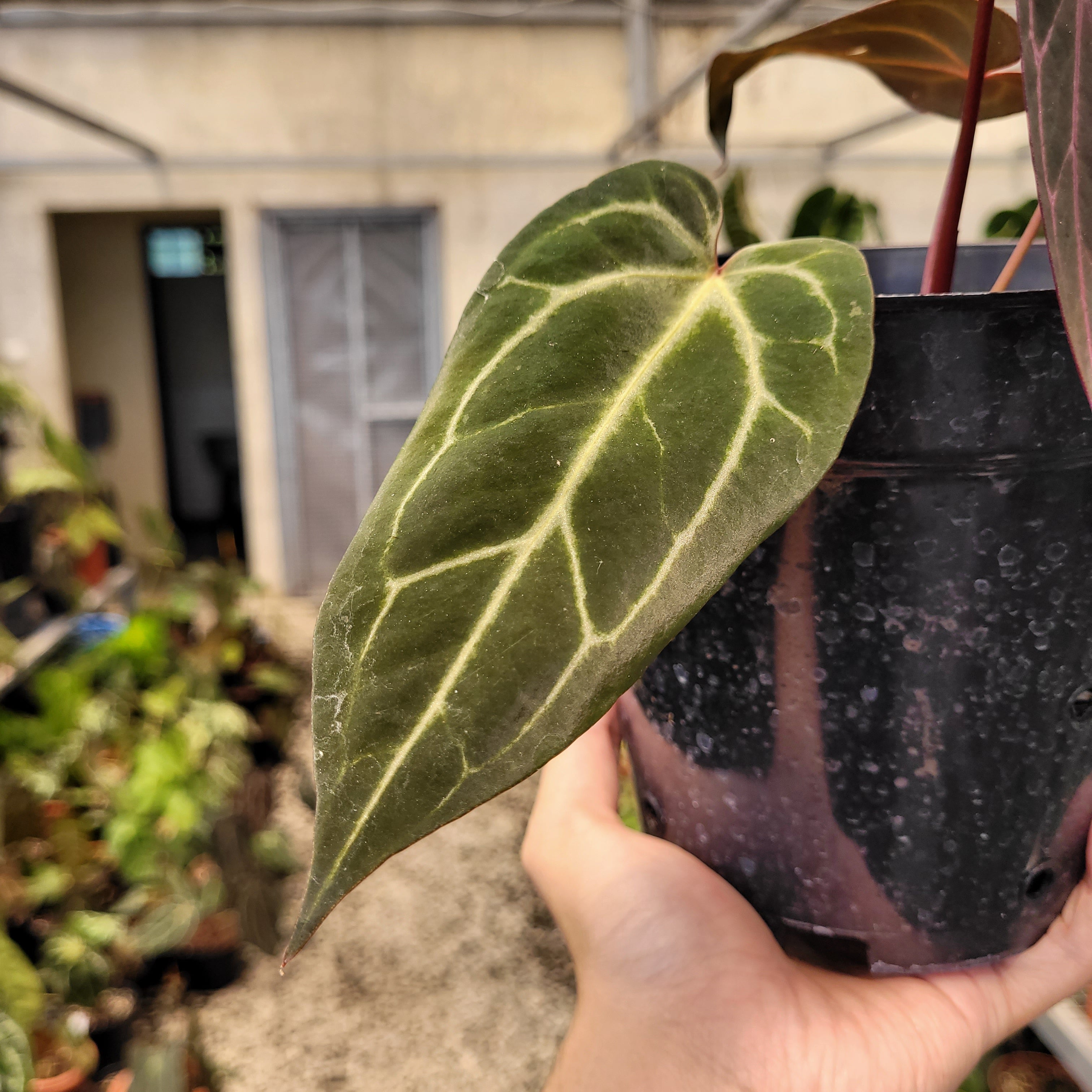 Anthurium BVIT x (Zara x Michelle)