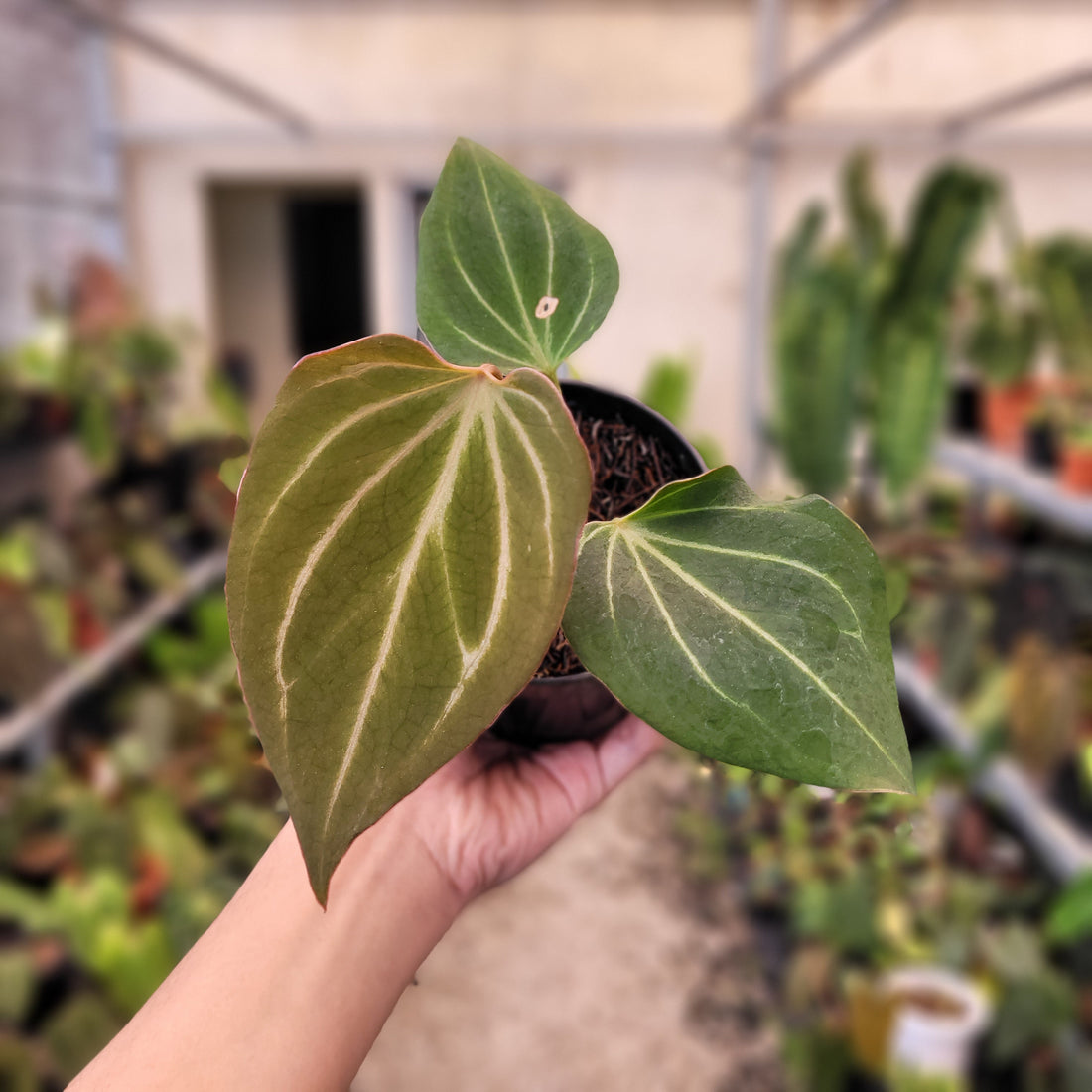 Anthurium King of Spades Butterfly