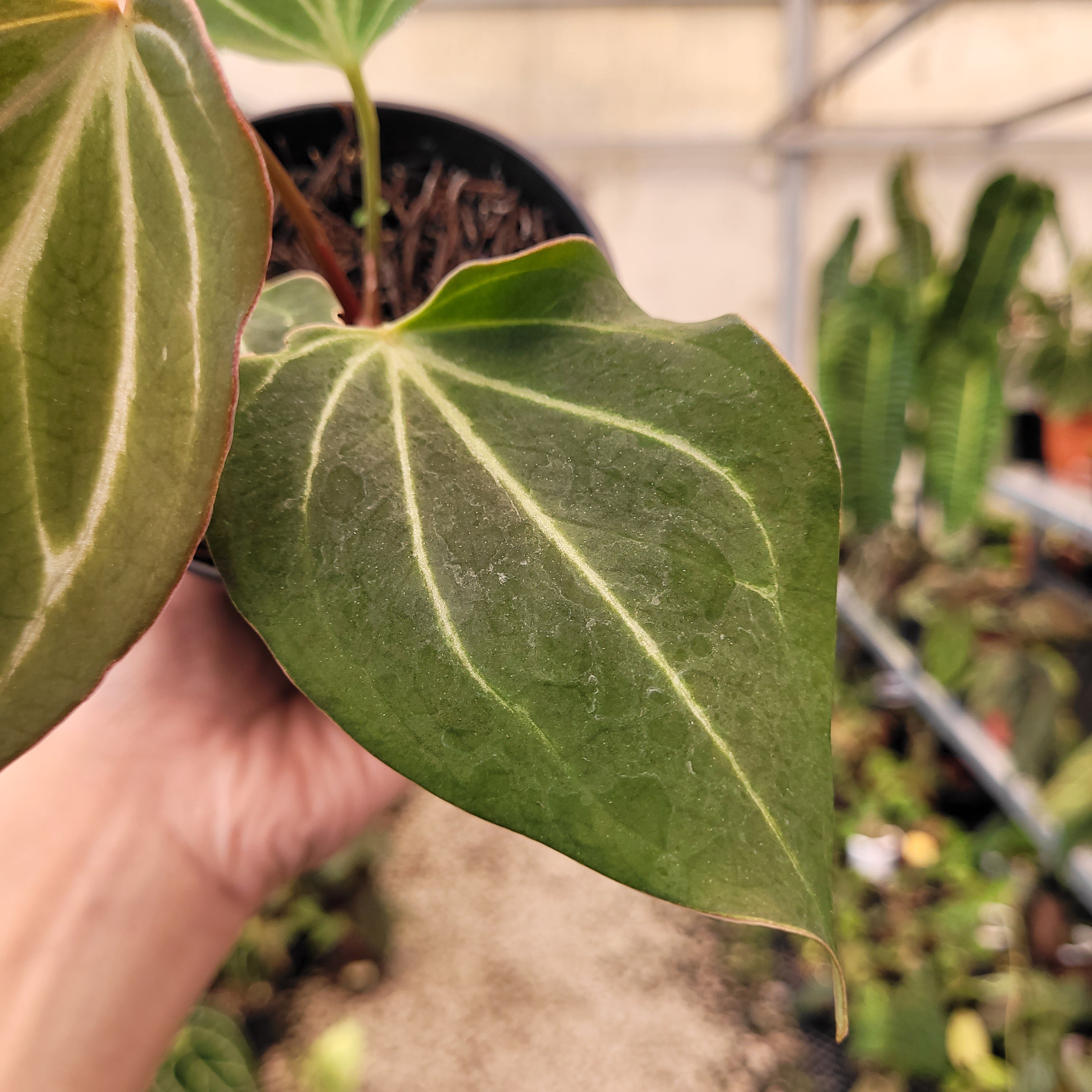 Anthurium King of Spades Butterfly