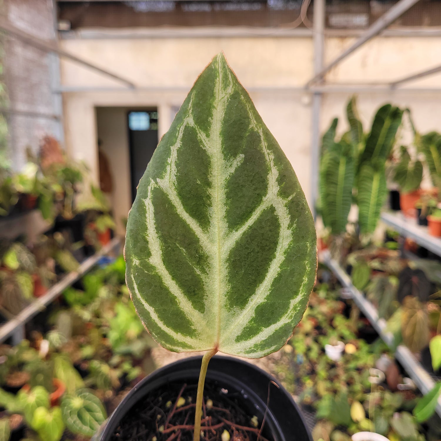 Anthurium Silver Tiger x (KOS x RC)