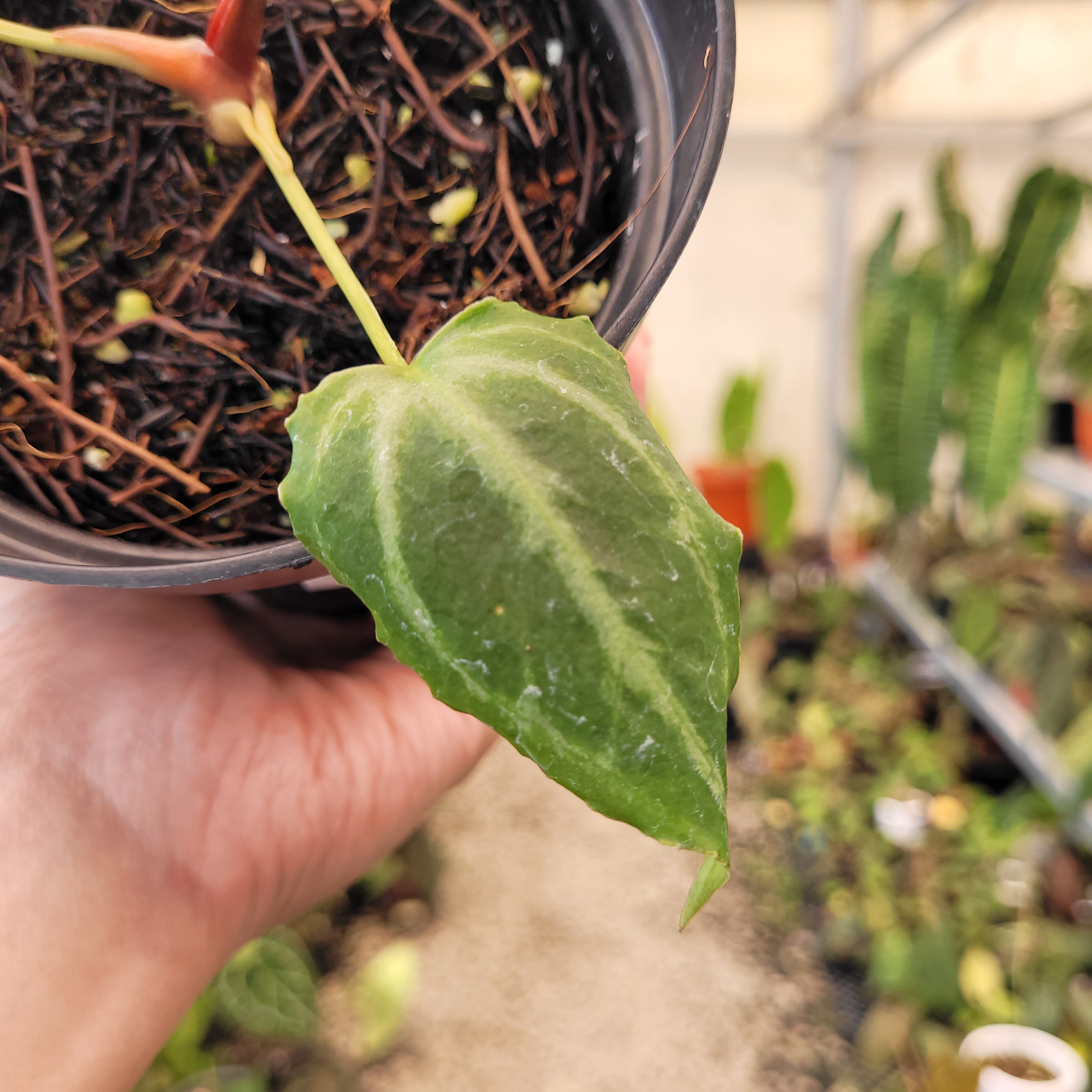 Anthurium Silver Tiger x (KOS x RC)