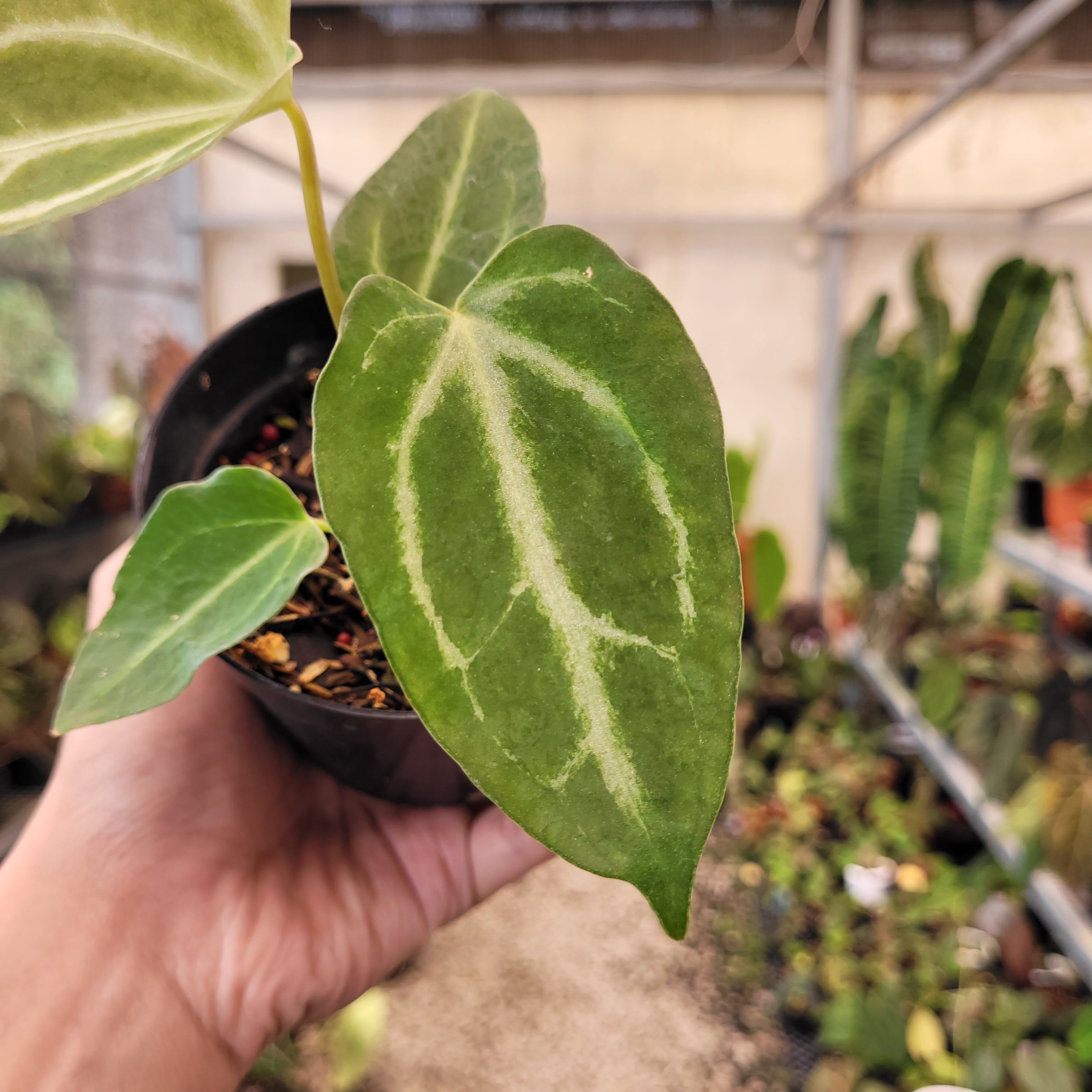 Anthurium Fairchild