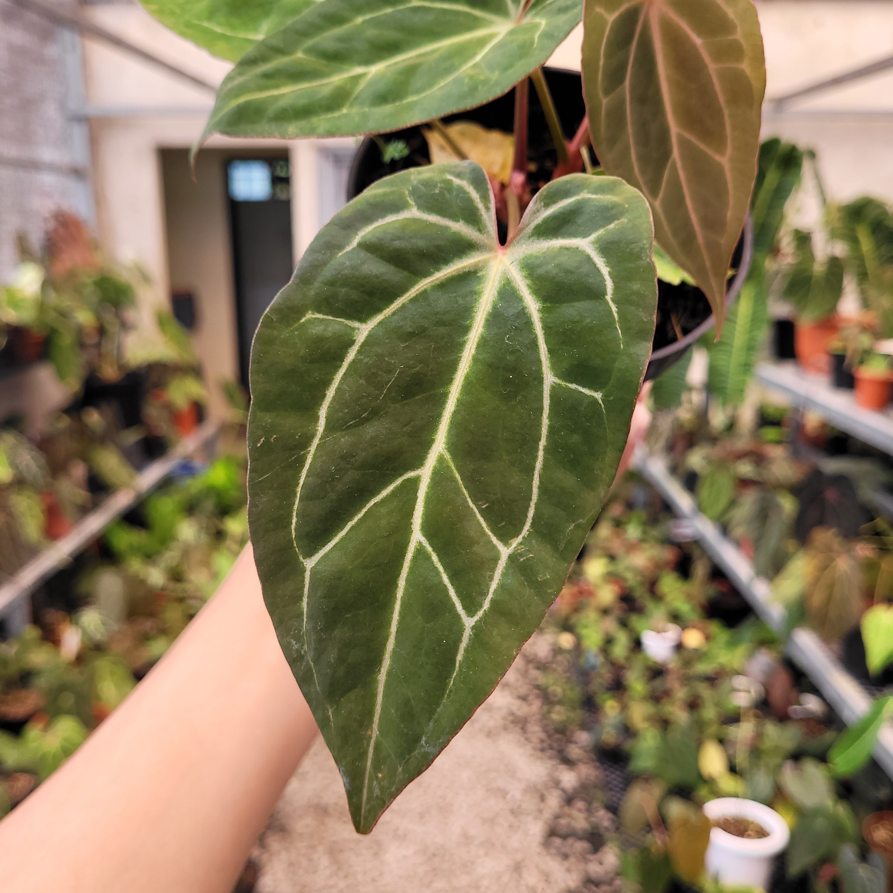 Anthurium BVIT x Zara Michelle Variegated